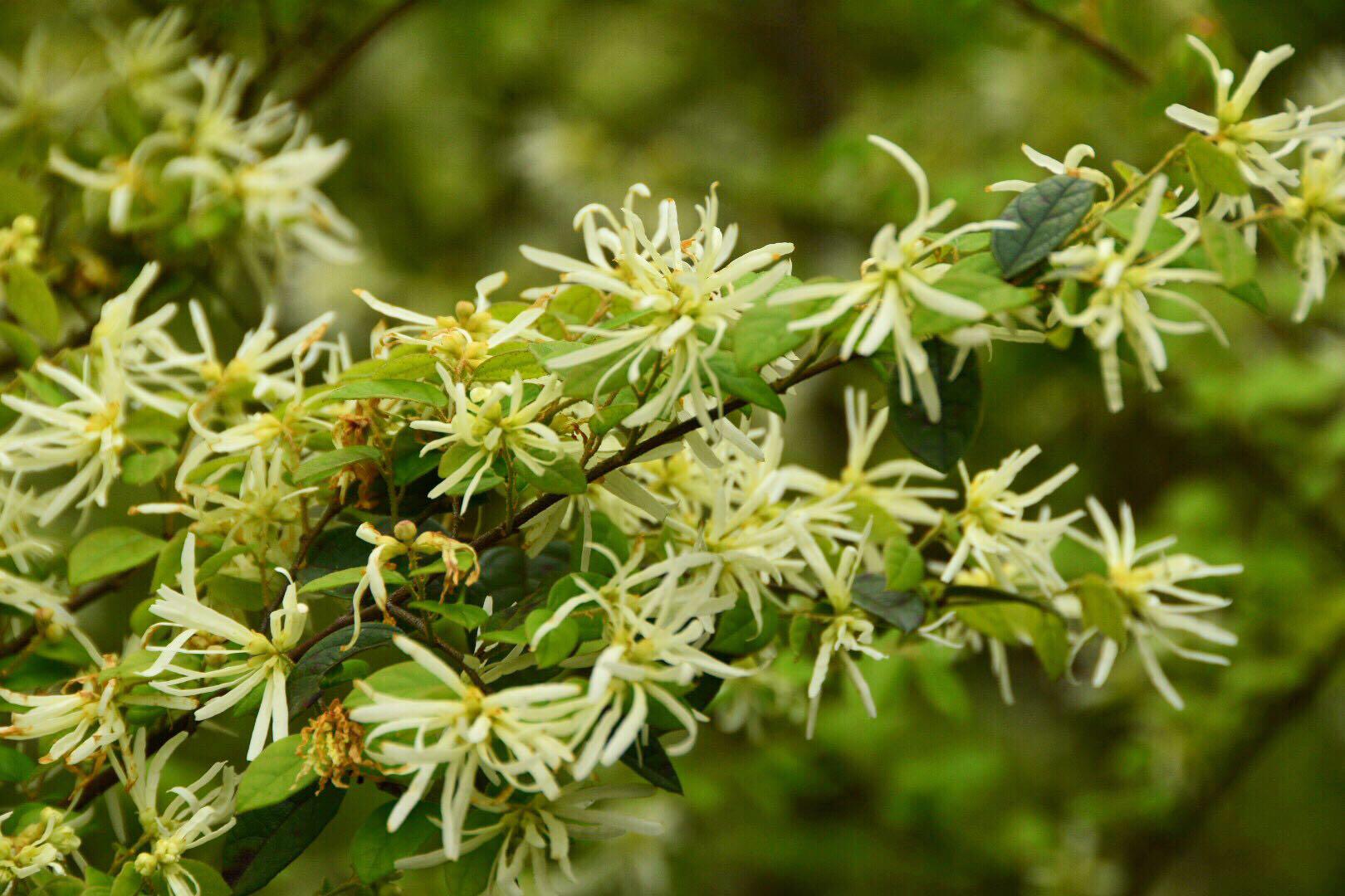 野生白花继木图片