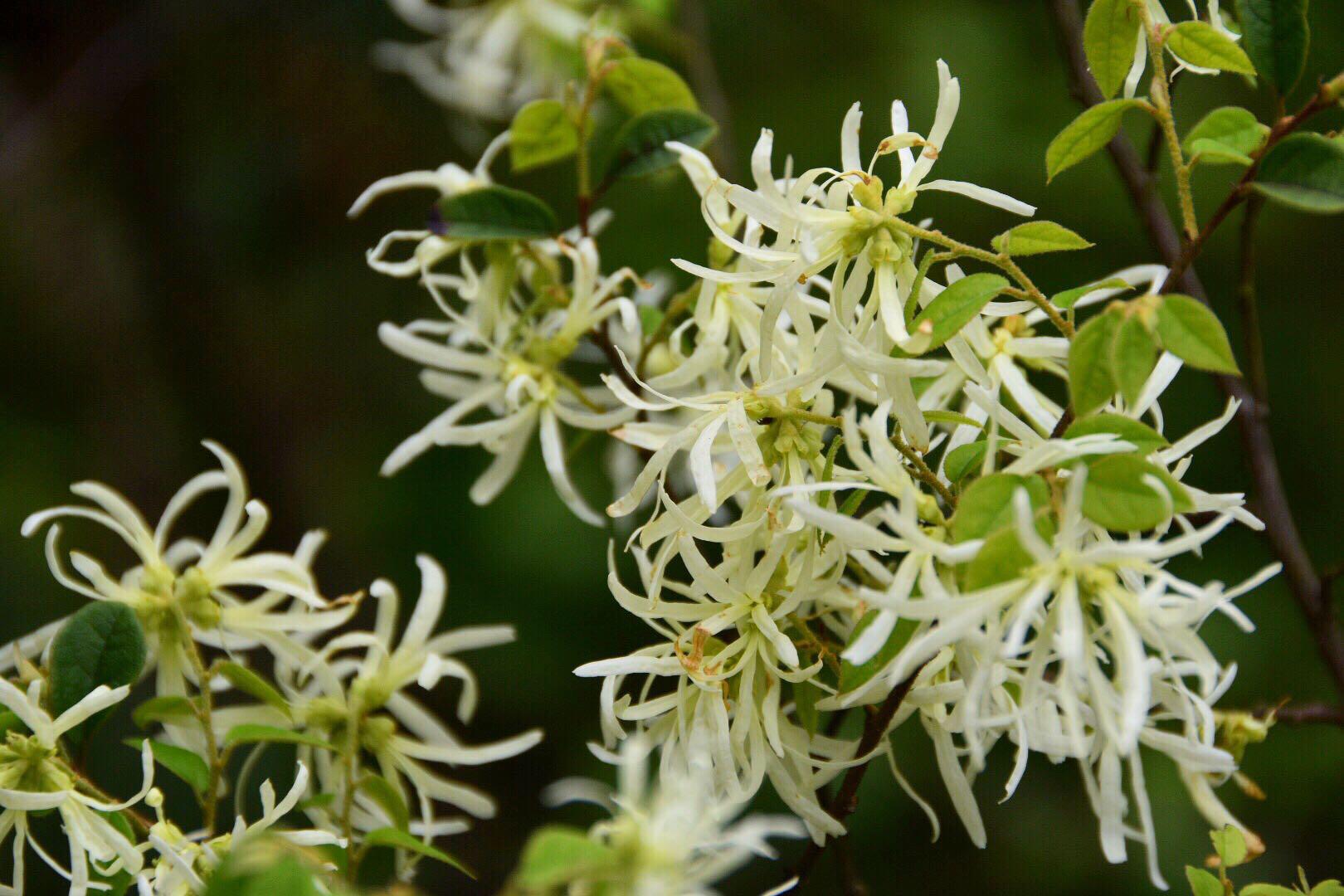 是金缕梅科檵木属植物