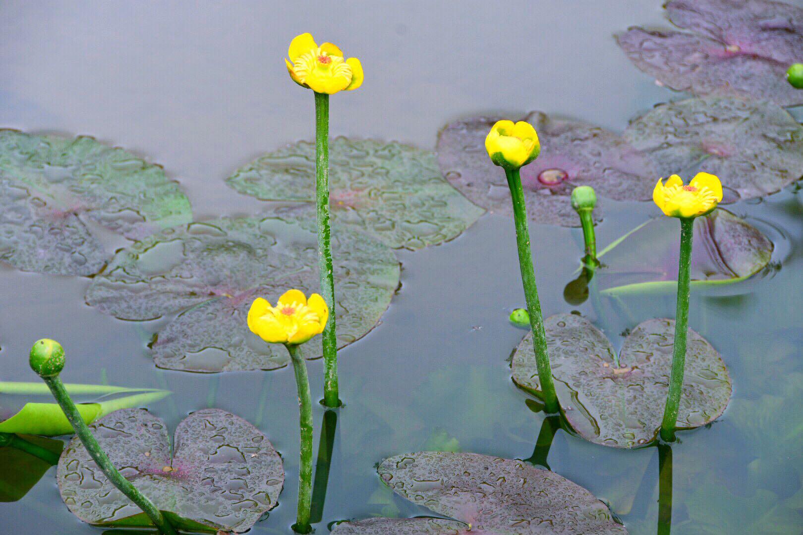 国家||级保护植物,十分稀少的黄金莲(萍蓬草/原