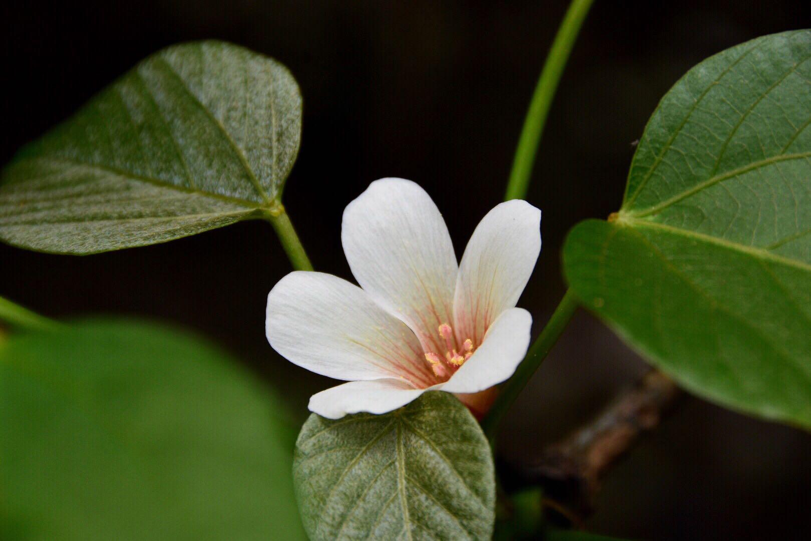 白者含秀色粲如凝瑶华被称为五月雪的油桐花