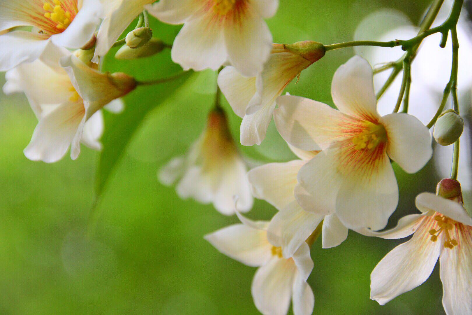 白者含秀色粲如凝瑶华被称为五月雪的油桐花