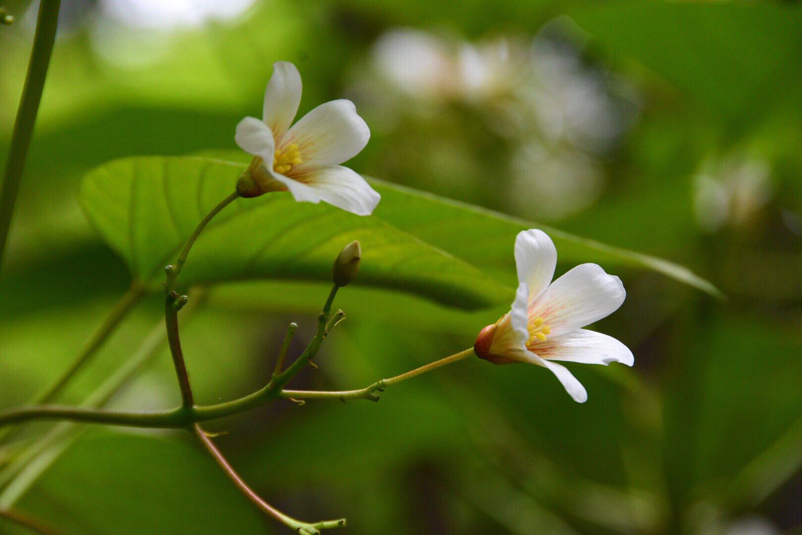 白者含秀色粲如凝瑶华被称为五月雪的油桐花