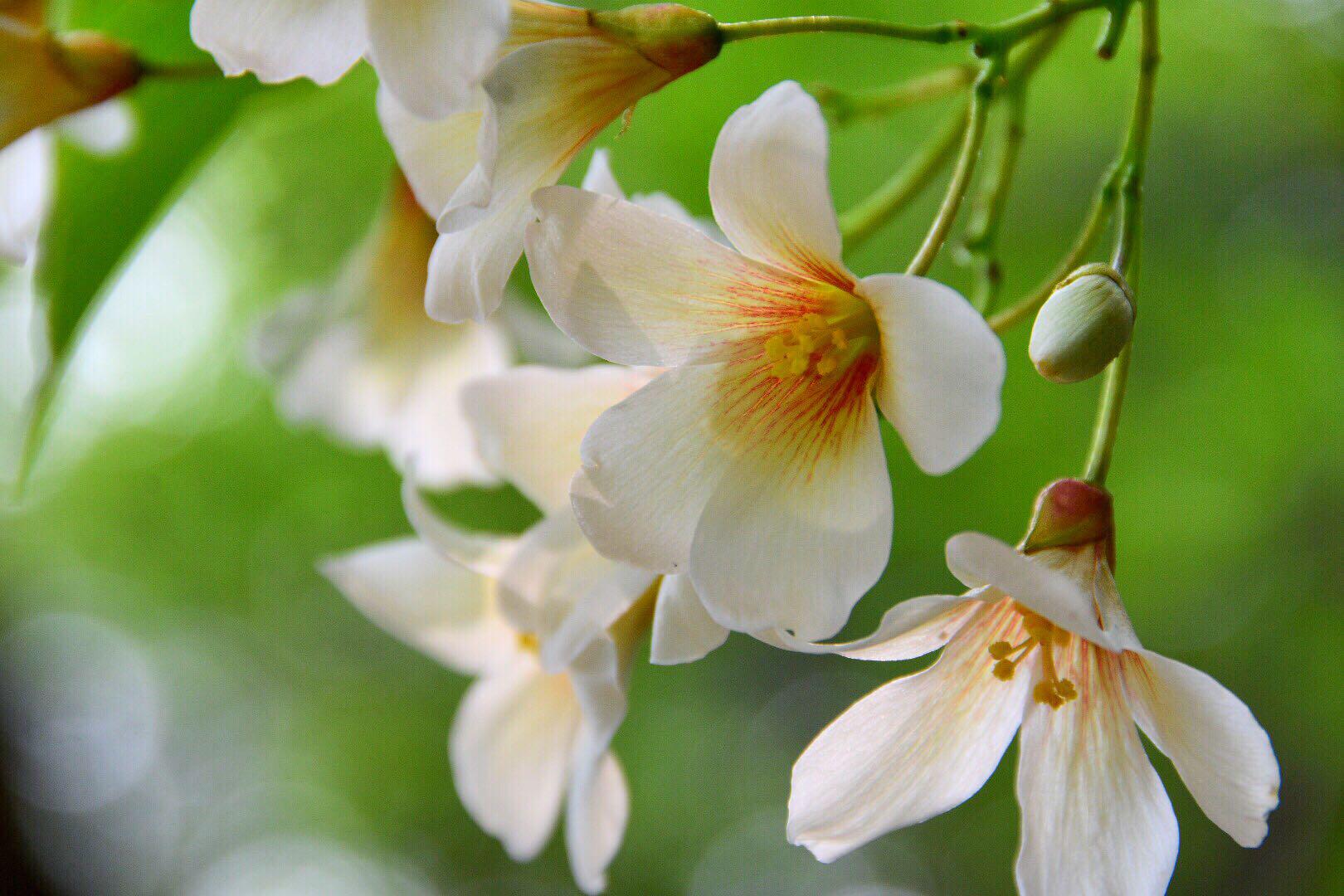 白者含秀色粲如凝瑶华被称为五月雪的油桐花