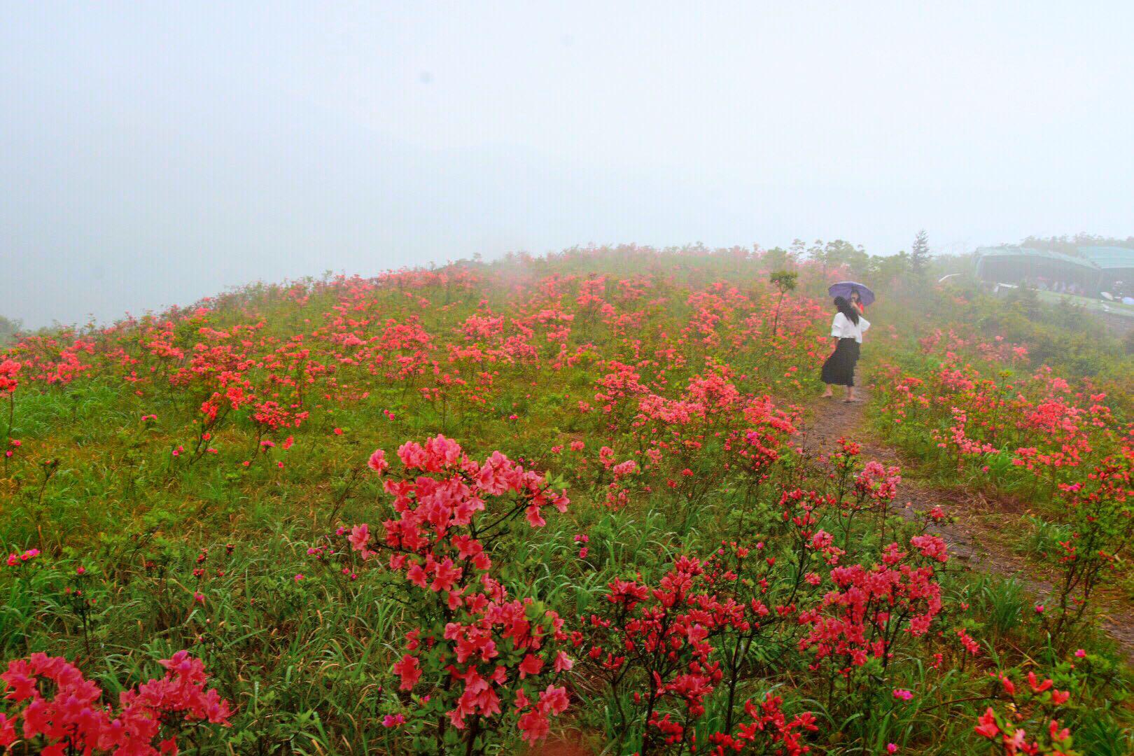 海拔7394米温岭最高峰太湖尖高山雾中杜鹃二