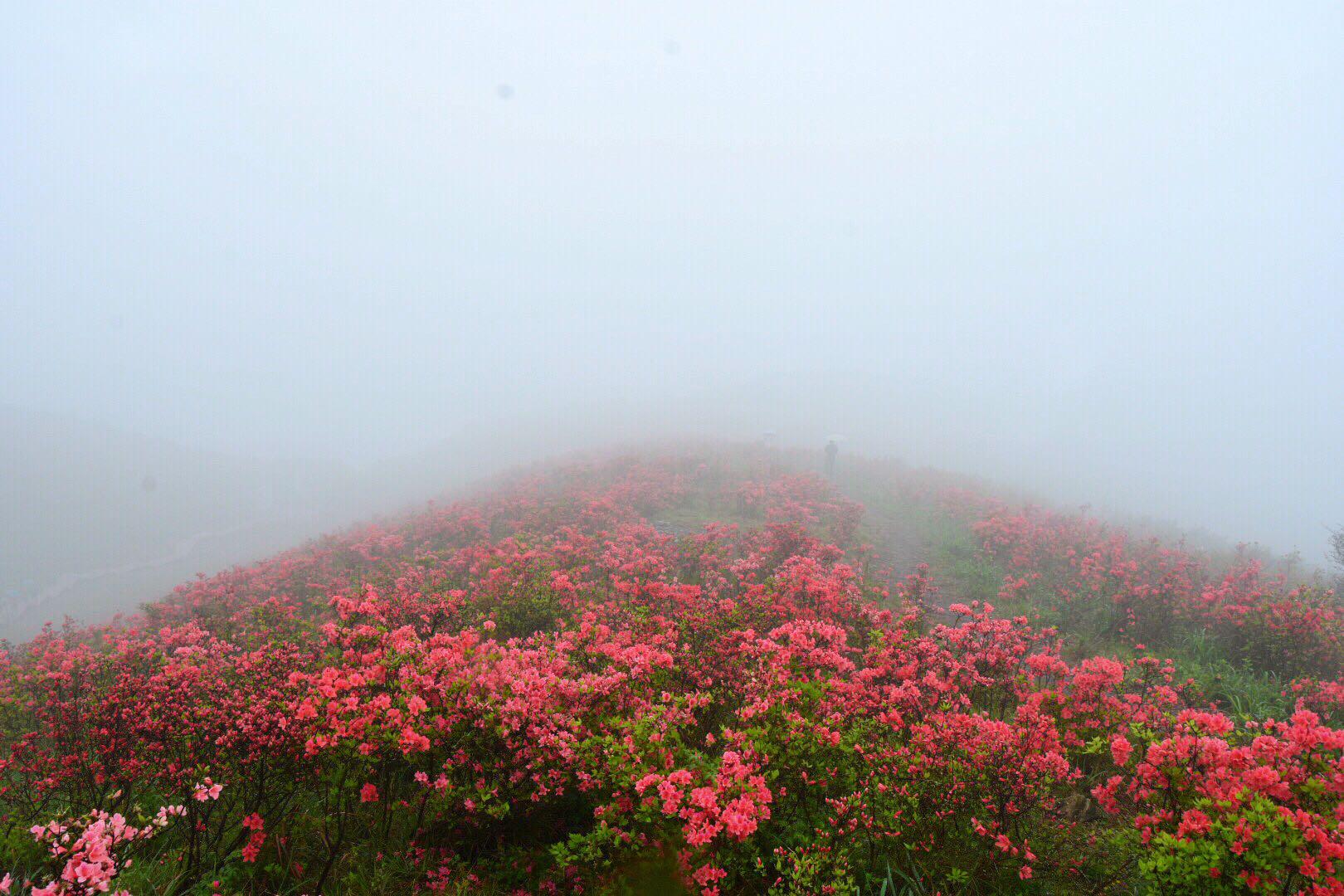海拔739.4米温岭最高峰太湖尖高山雾中杜鹃/二