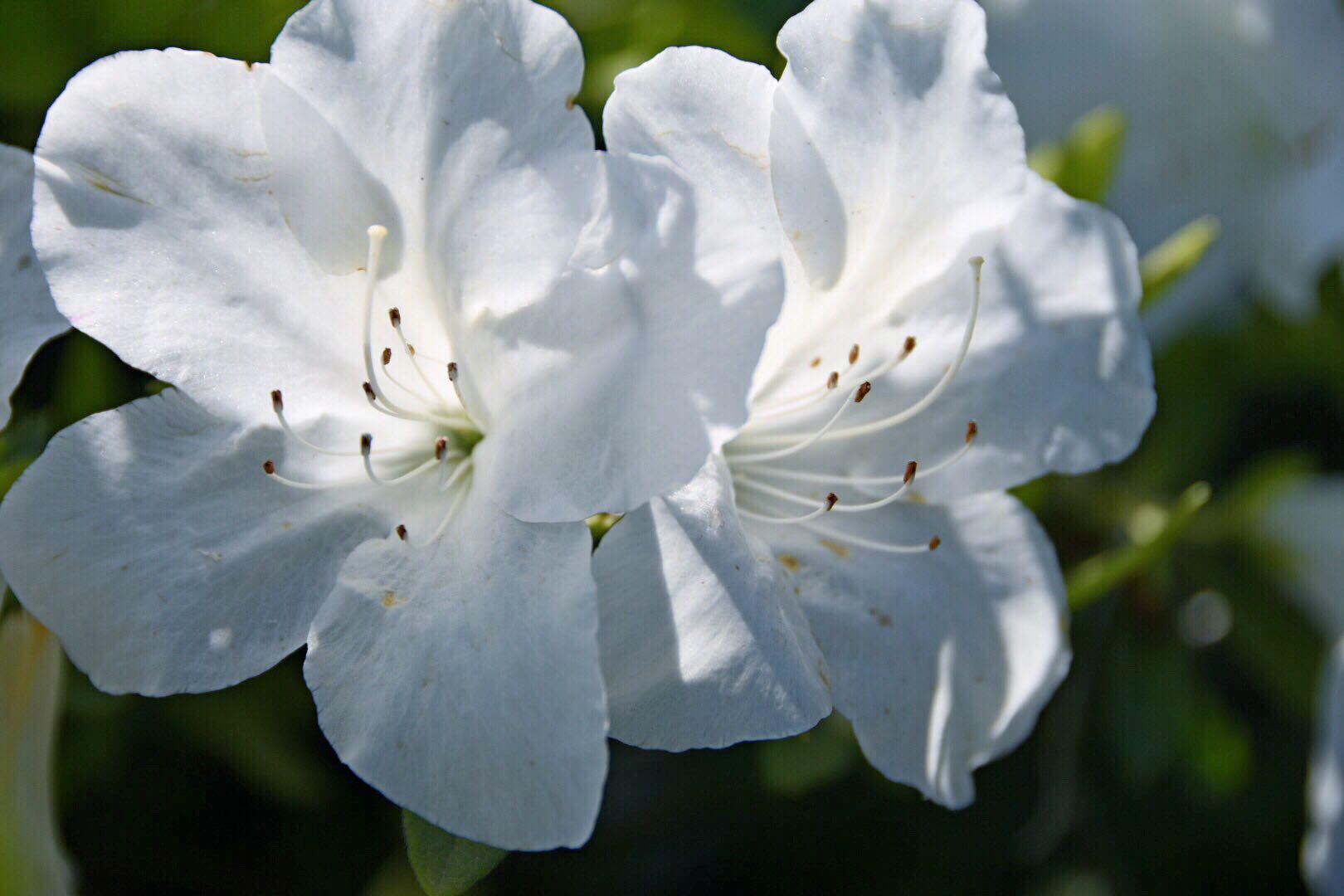 白杜鹃,又名映山白,龙胚芽,毛白杜鹃,白花杜鹃.