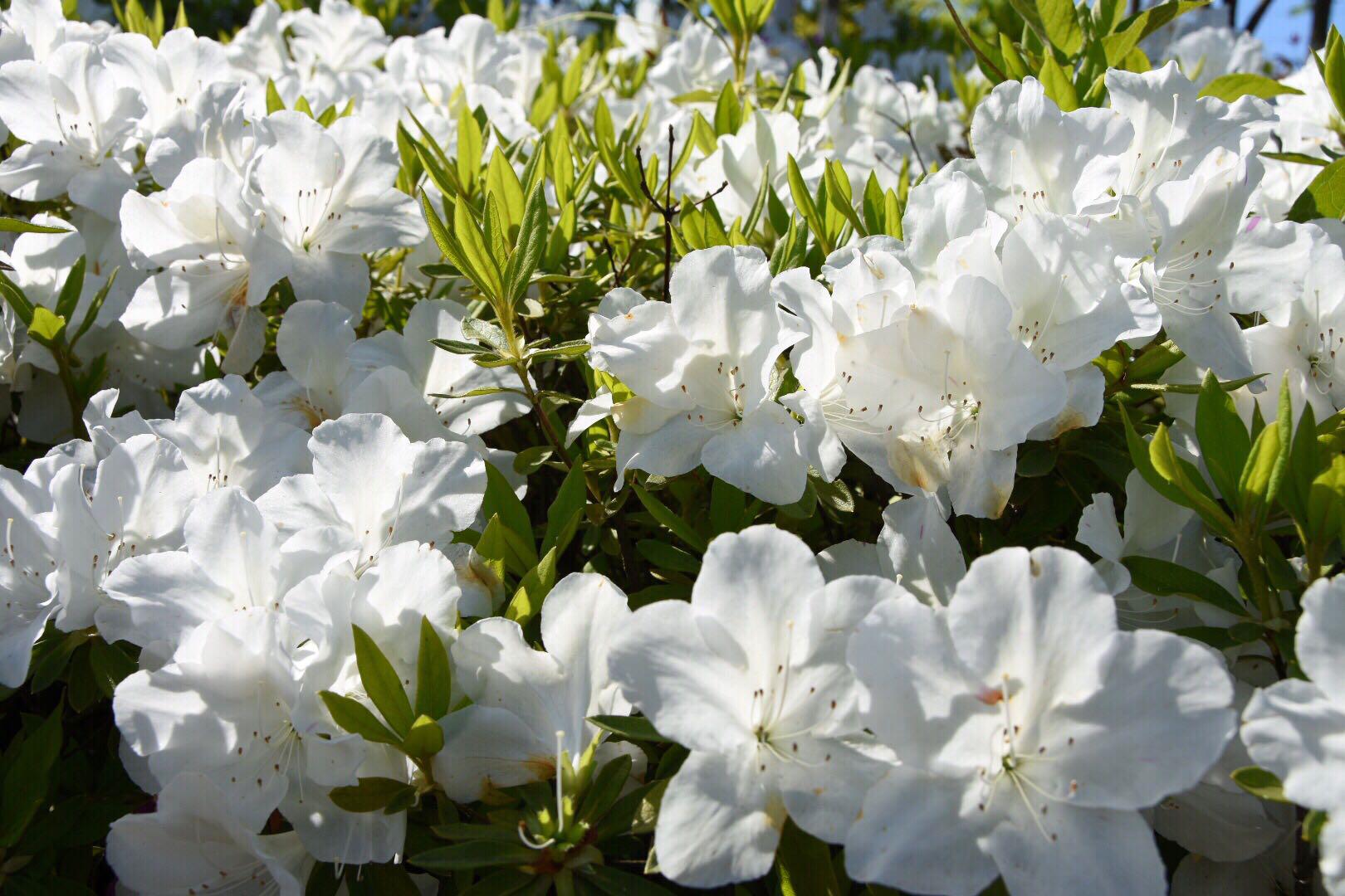 白杜鹃,又名映山白,龙胚芽,毛白杜鹃,白花杜鹃.杜鹃花科杜鹃属植物.