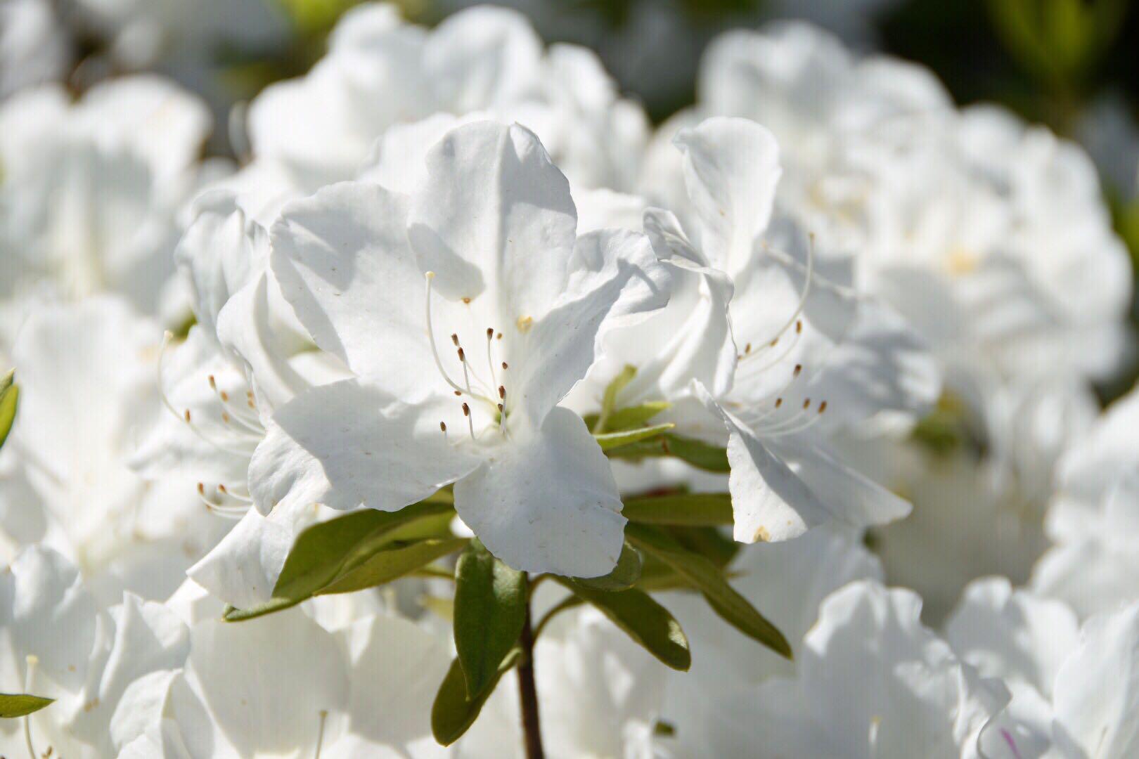 杜鹃花季映山红淡雅的白杜鹃却给你别样的清新