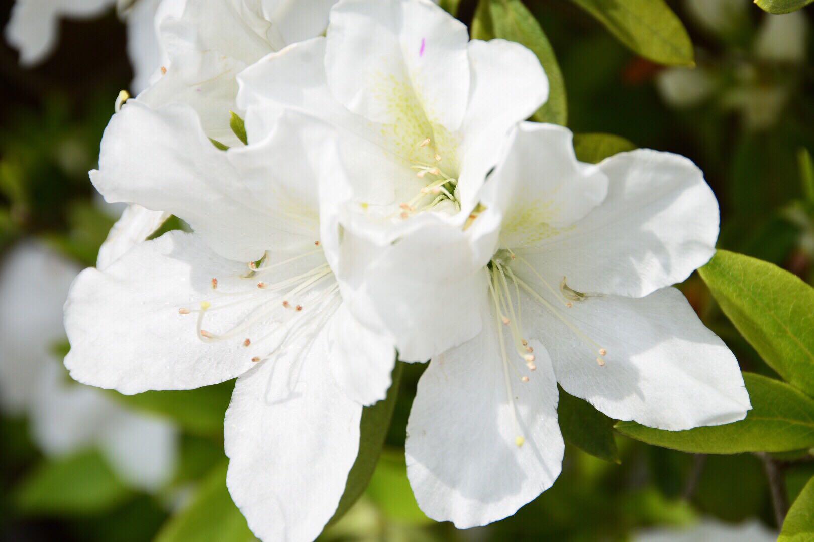 杜鹃花季映山红淡雅的白杜鹃却给你别样的清新