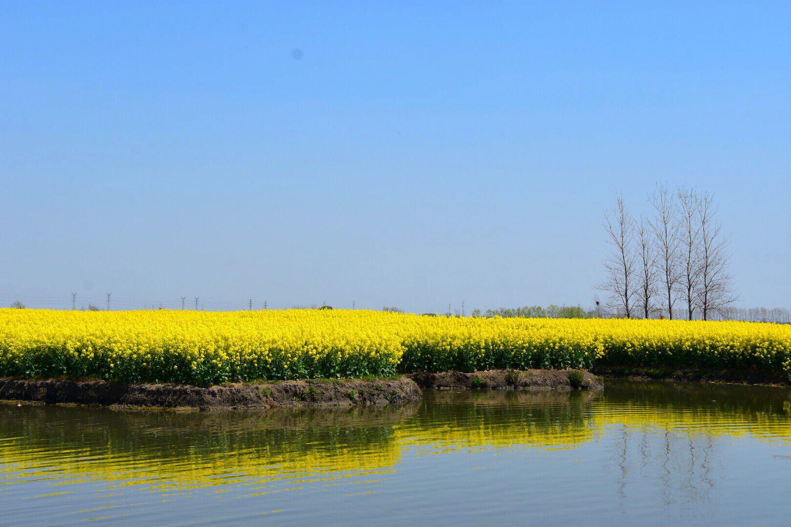 全球四大花海之一新化千垛油菜花海(原创)