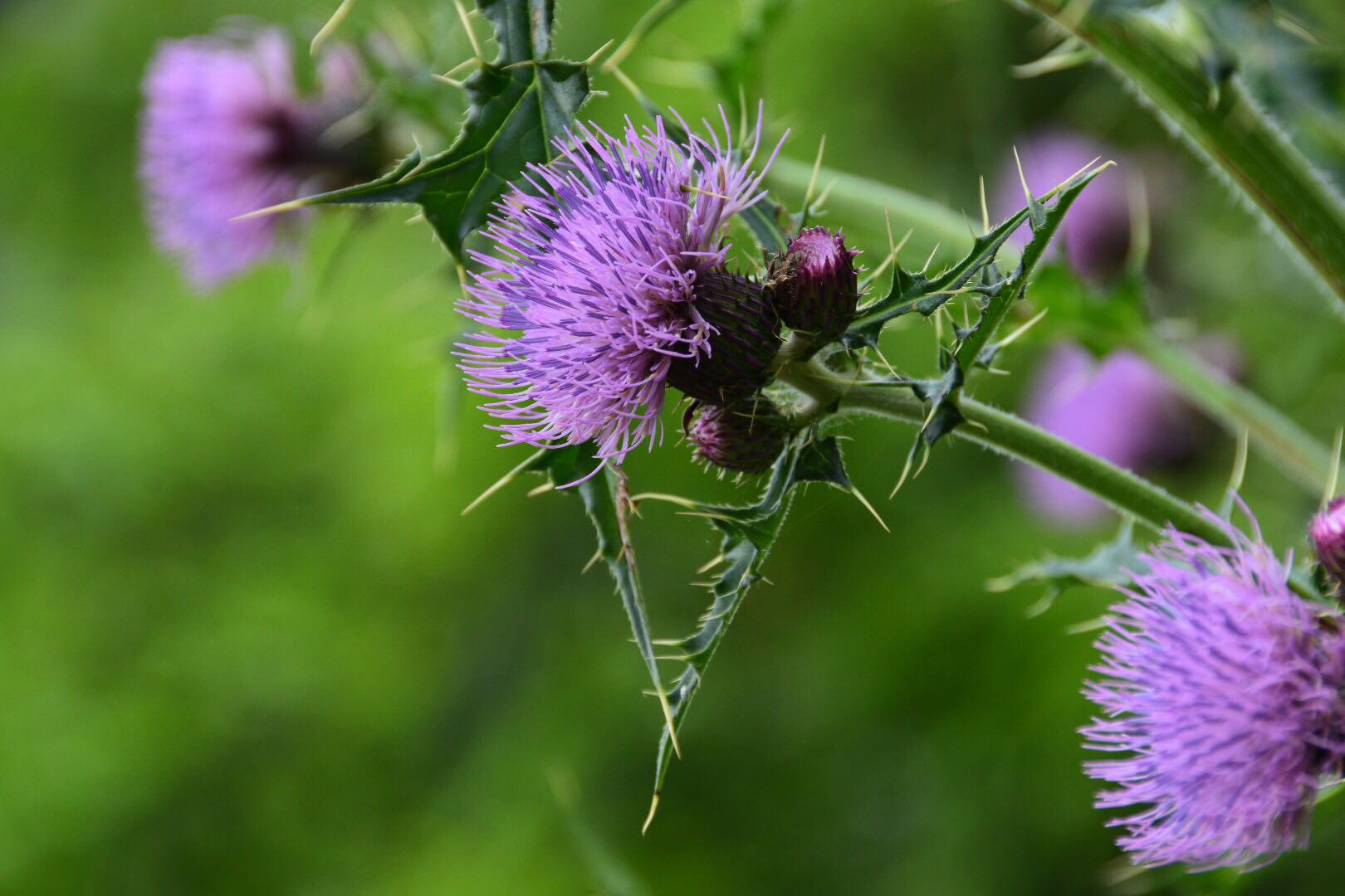蓟全草入药治热性出血根入药有凉血止血消肿之效