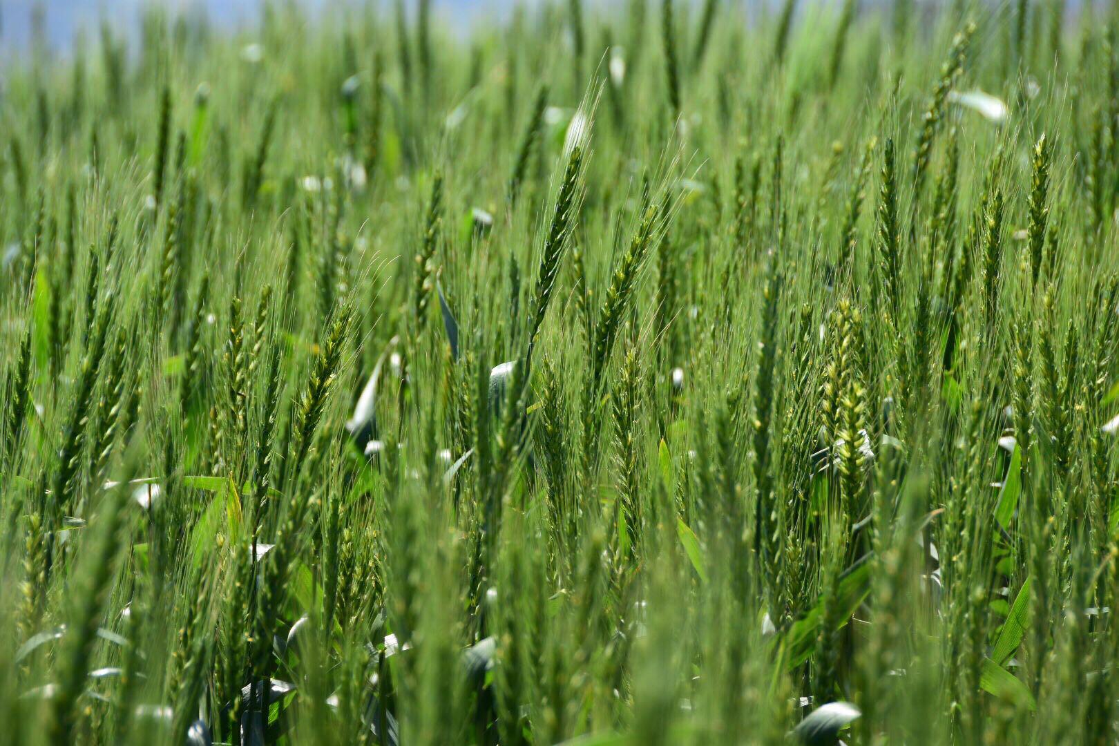 当百花还在竞放时,田园里的小麦已长出了漂亮的麦穗