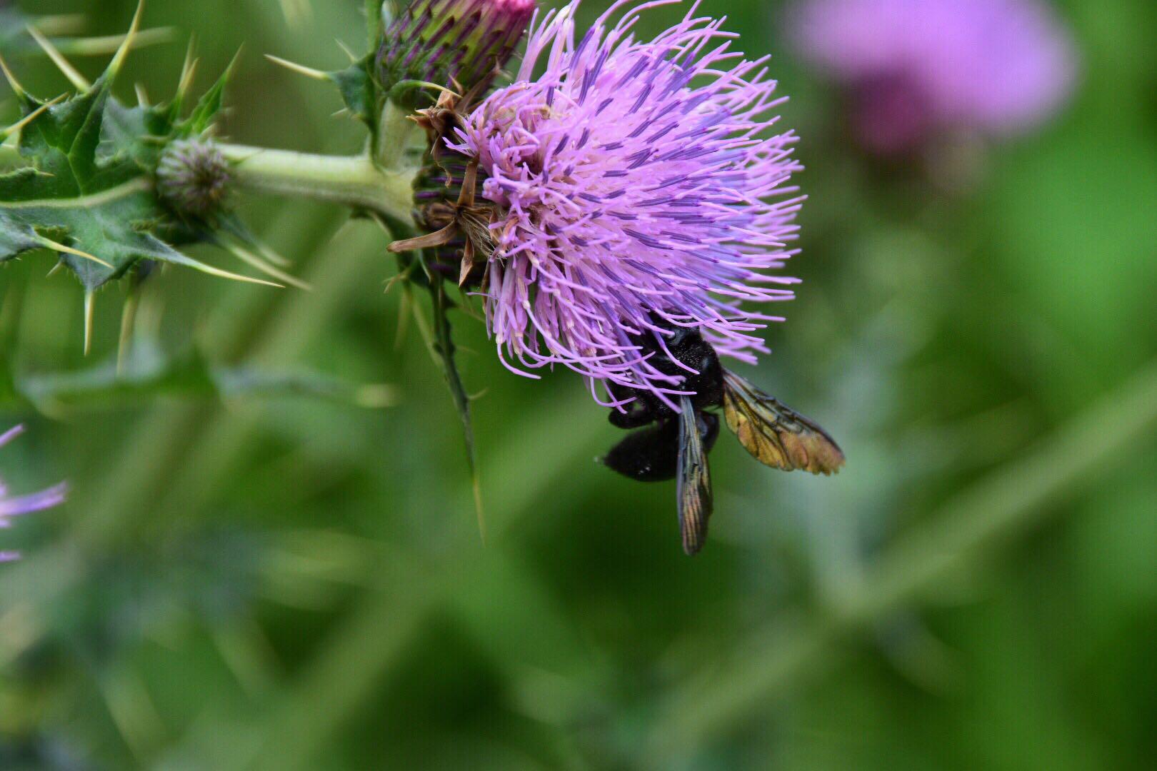 蓟全草入药治热性出血根入药有凉血止血消肿之效