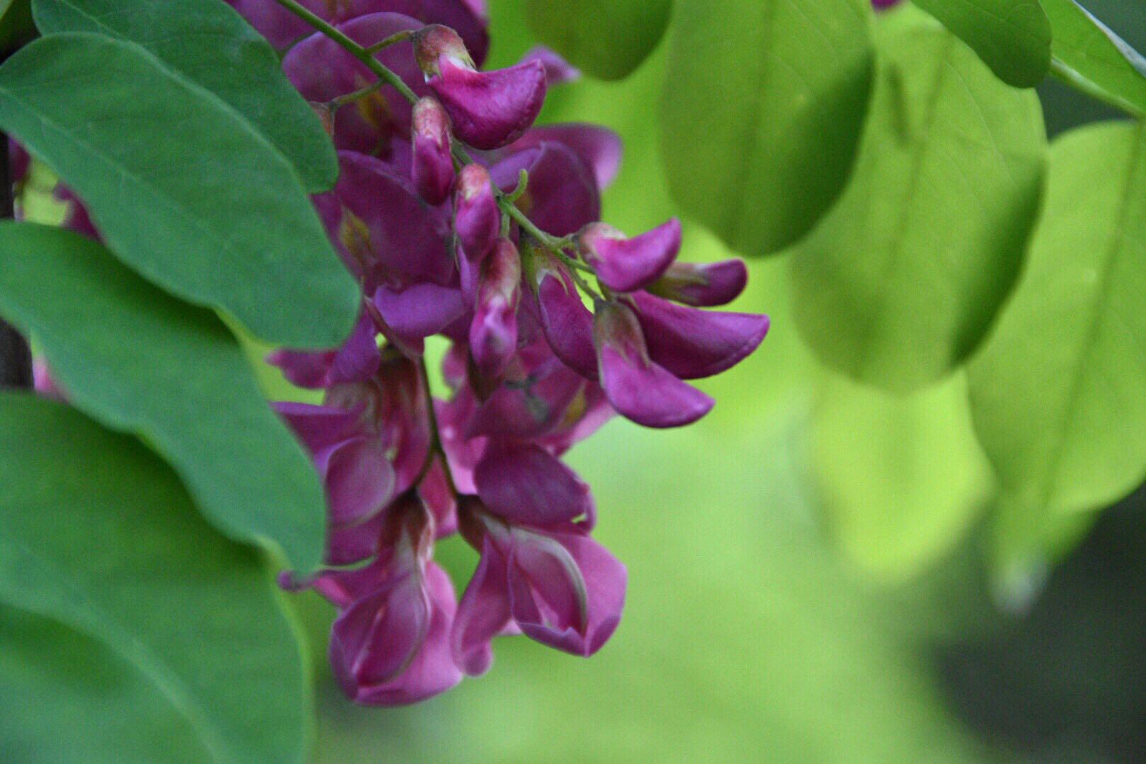 漂亮的红花洋槐19图原创