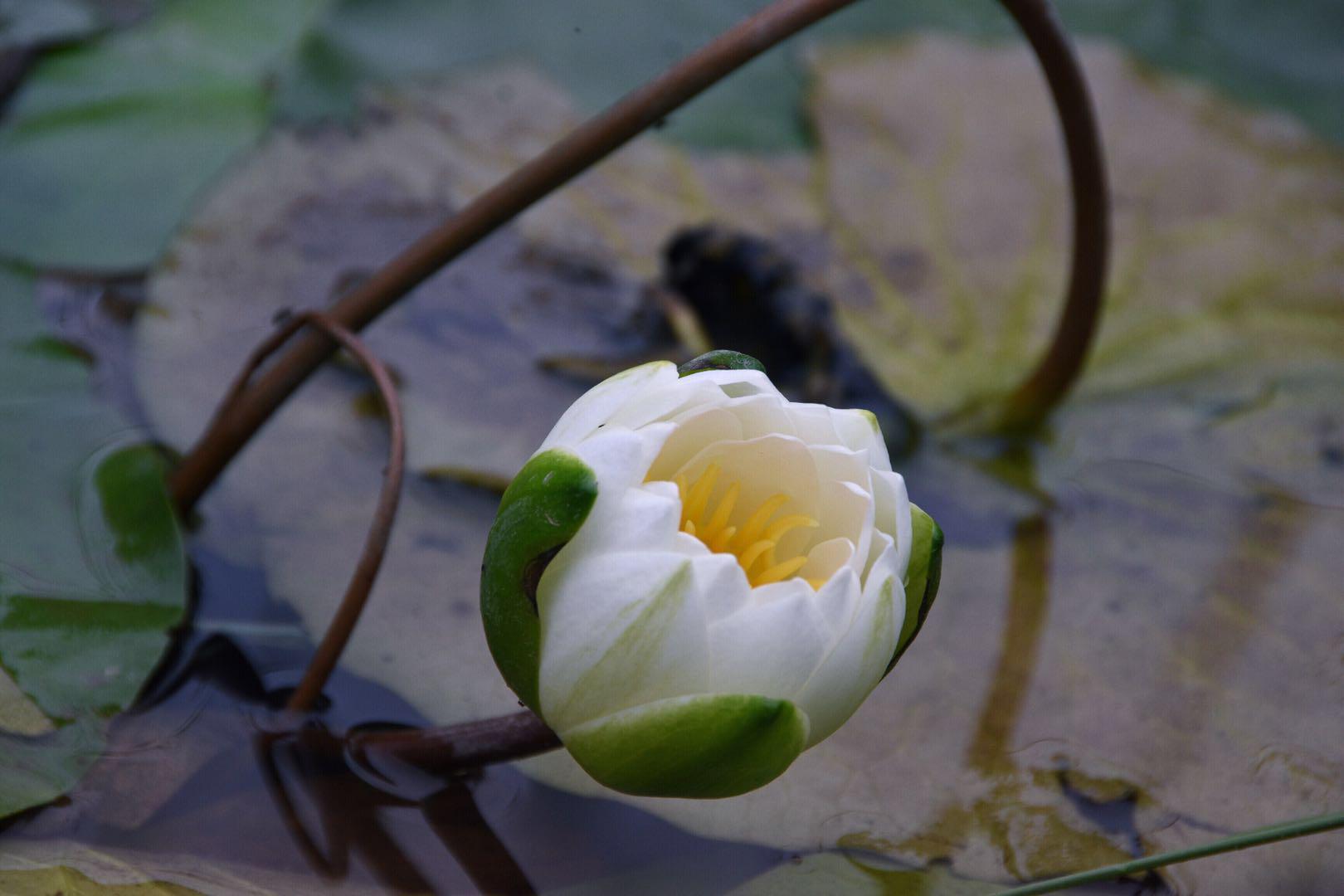 "飘忽若神,凌波微步"白睡莲(原创"