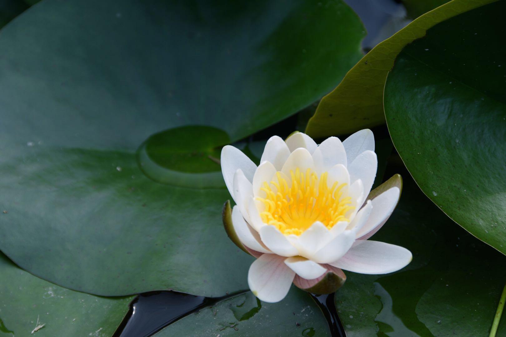 "飘忽若神,凌波微步"白睡莲(原创"