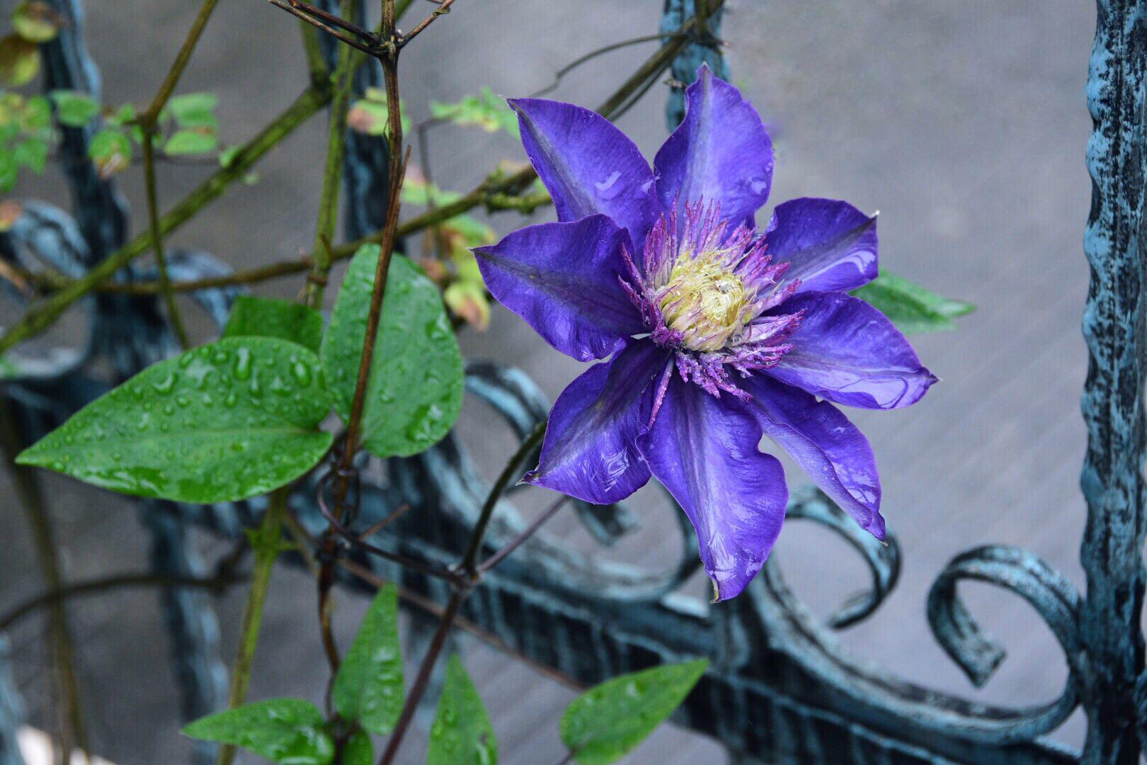 "藤本花卉皇后"的铁线莲