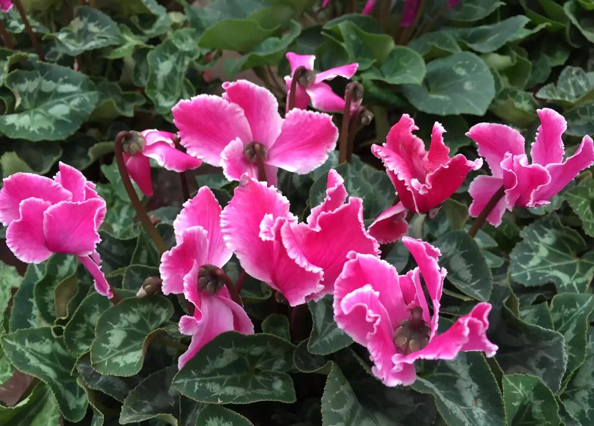 花卉摄影·仙客来