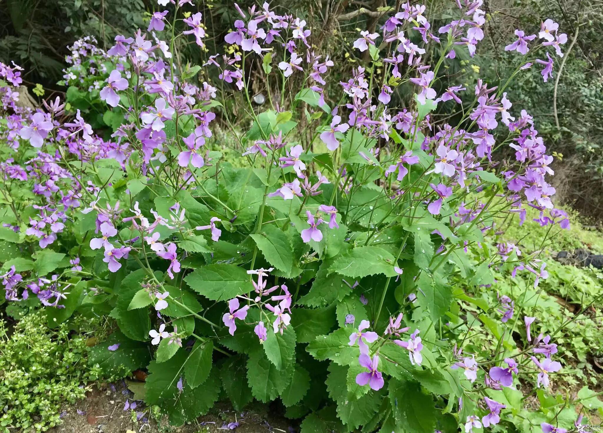 花卉摄影诸葛菜二月蓝