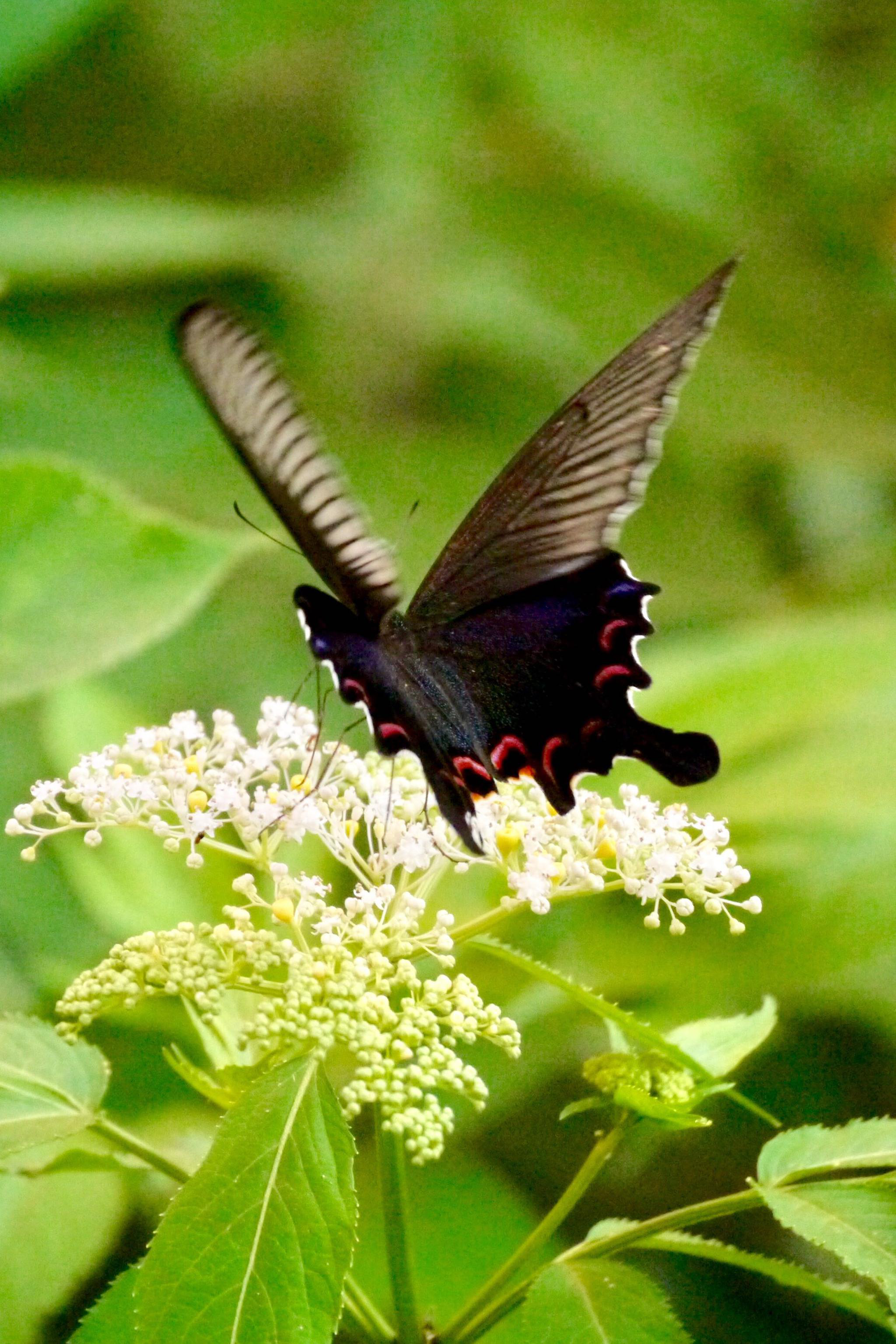 蝶舞翩翩美蝴蝶