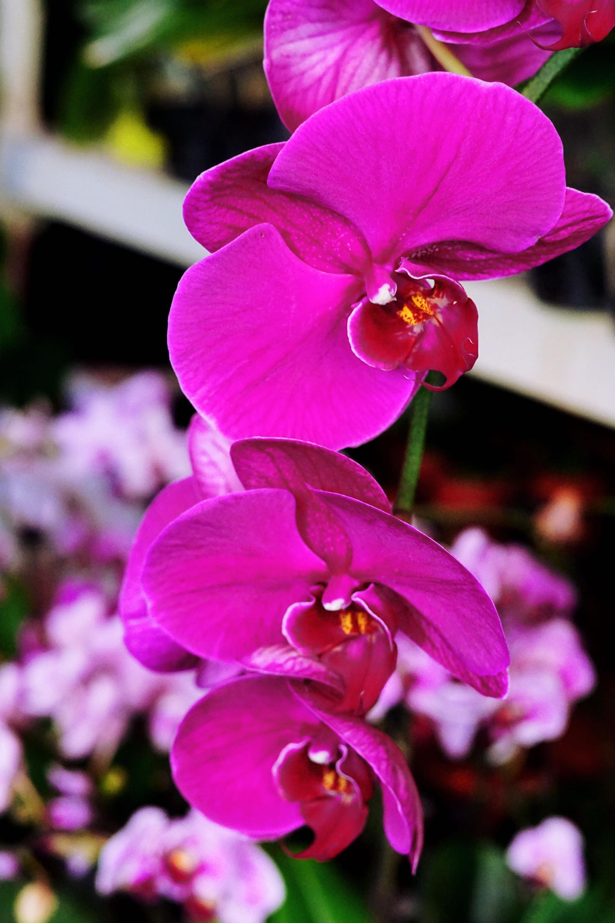 蝴蝶兰串串中国红