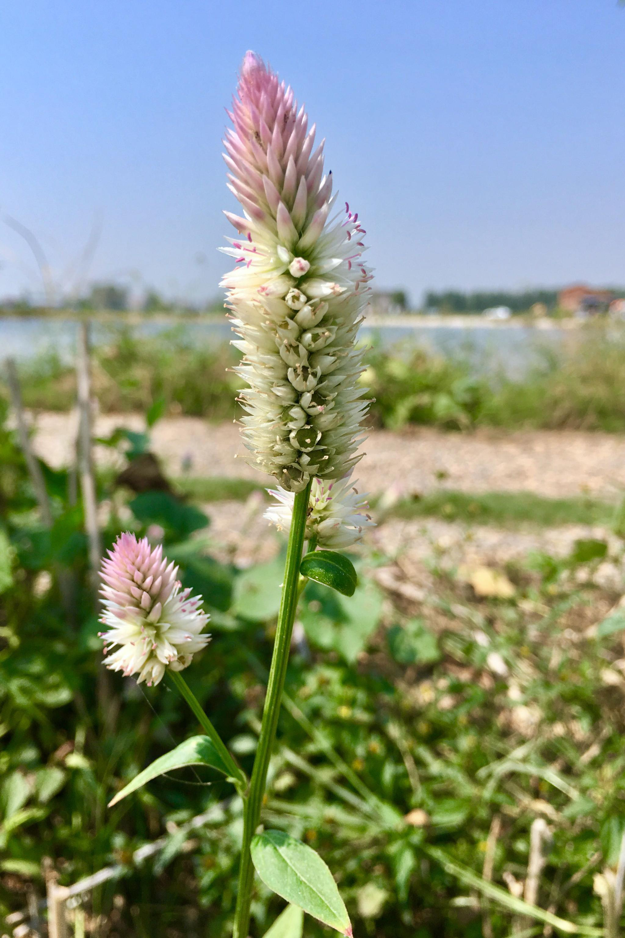青葙(别名草蒿,昆仑草,百日红,鸡冠苋)