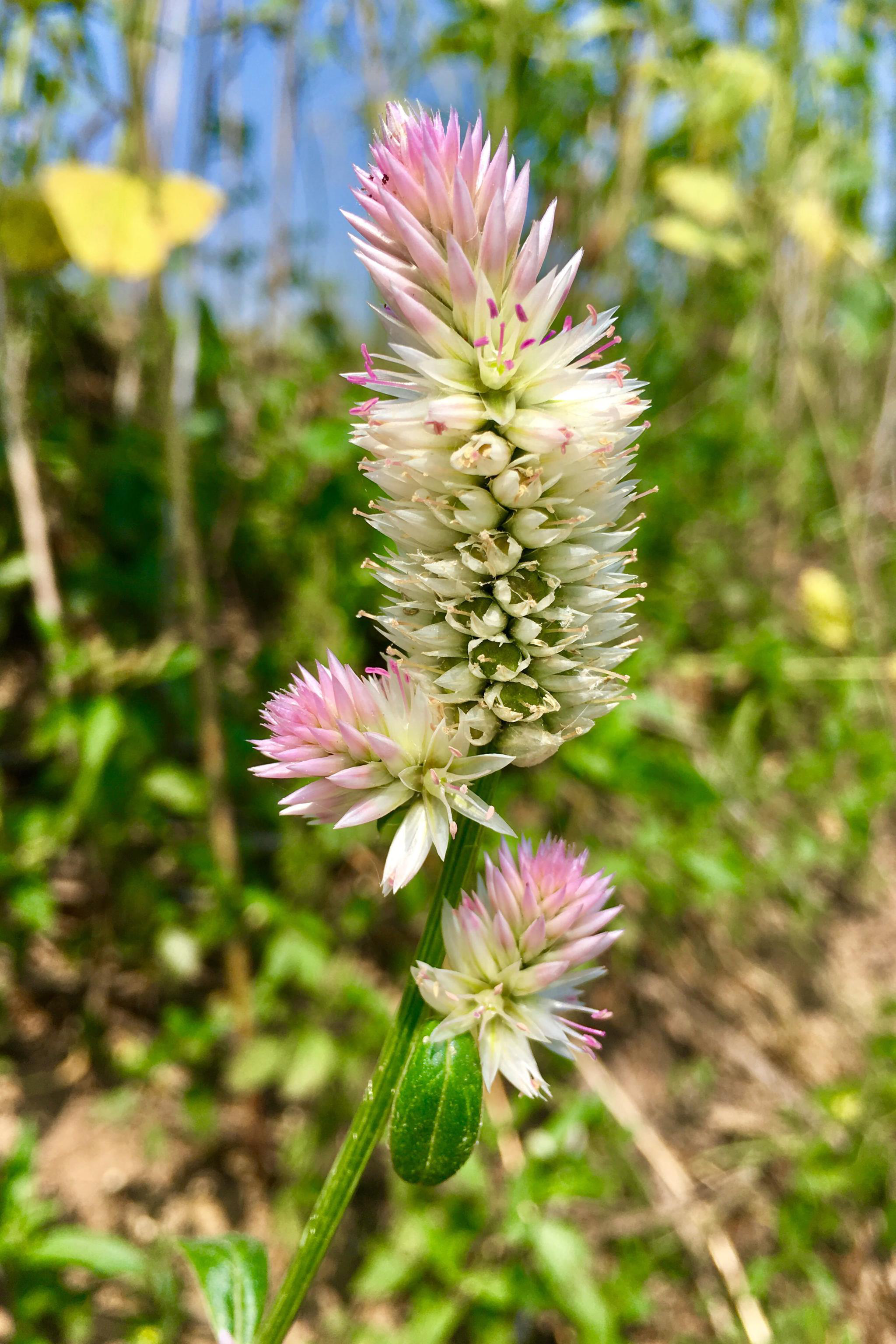 青葙(别名草蒿,昆仑草,百日红,鸡冠苋)