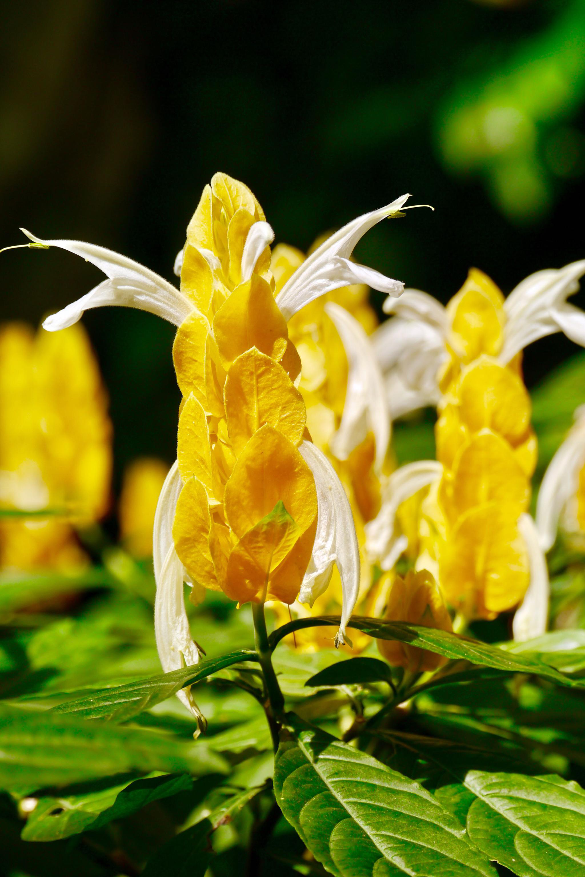 金苞花又名黄虾花金包银