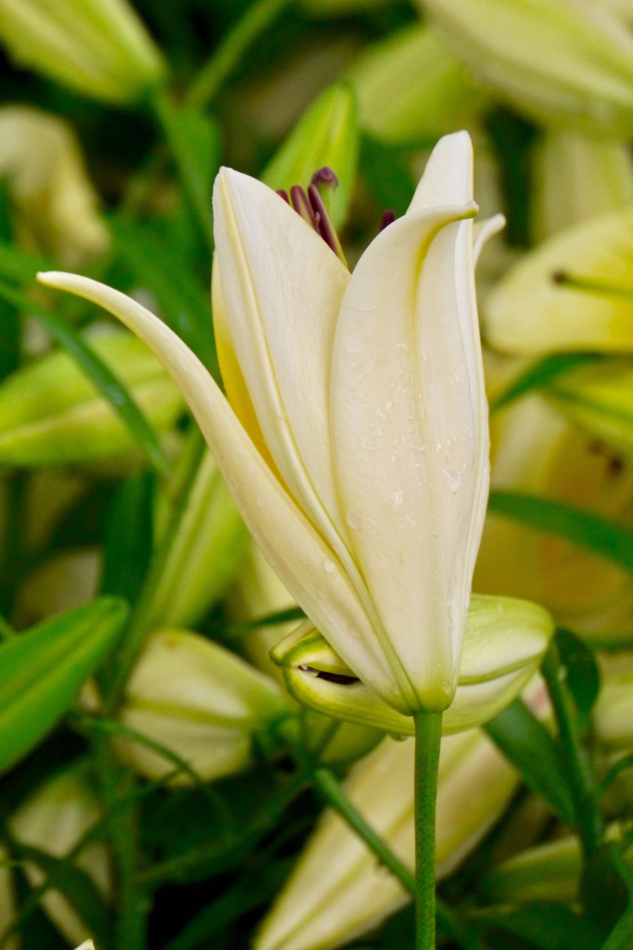 大而艳丽的香水百合