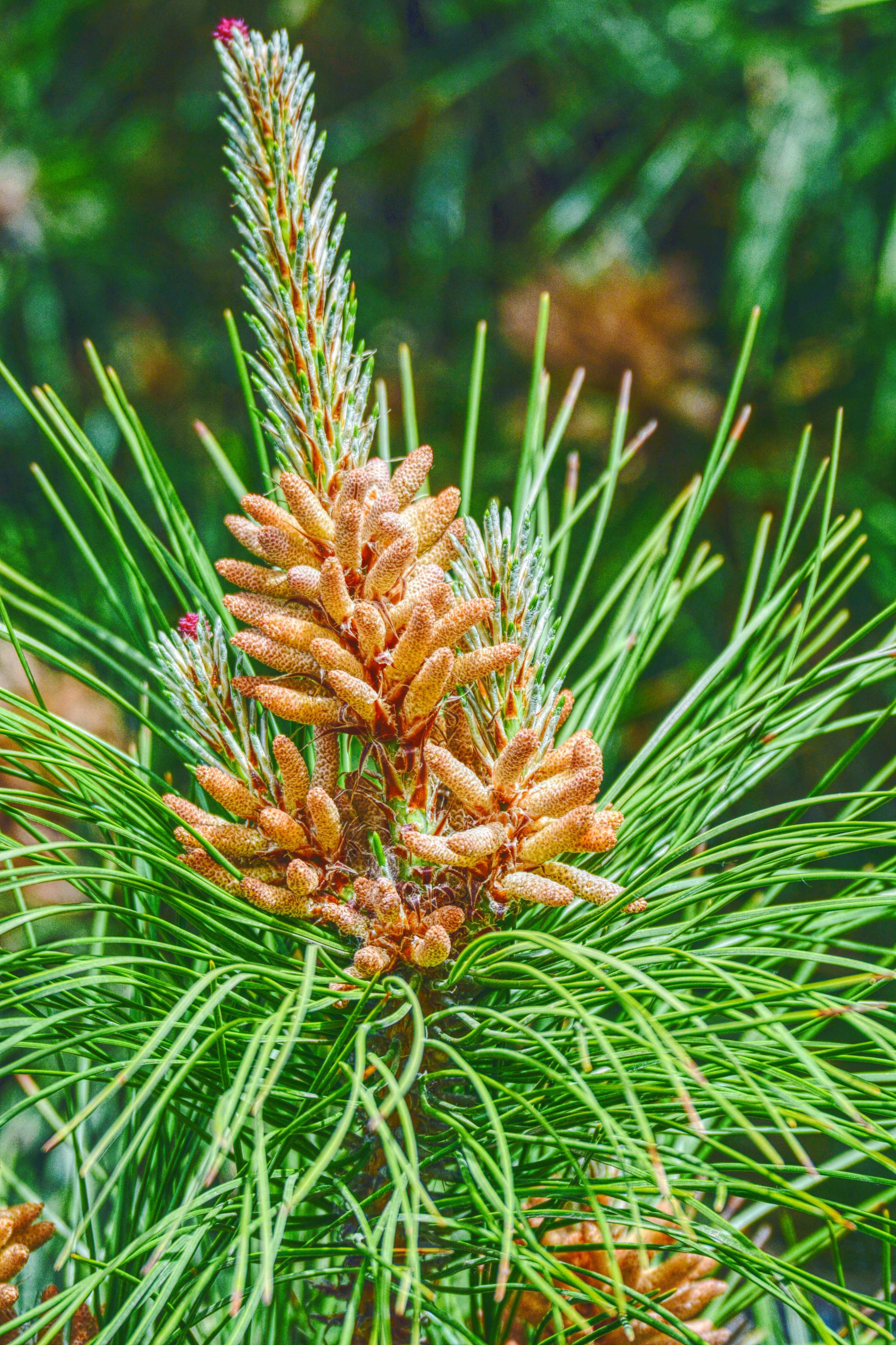 马尾松的花很常见很特别原创摄影