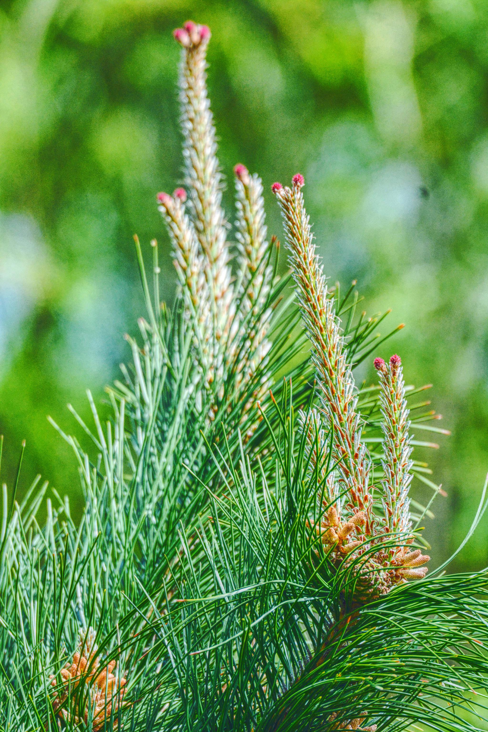 马尾松的花很常见很特别原创摄影