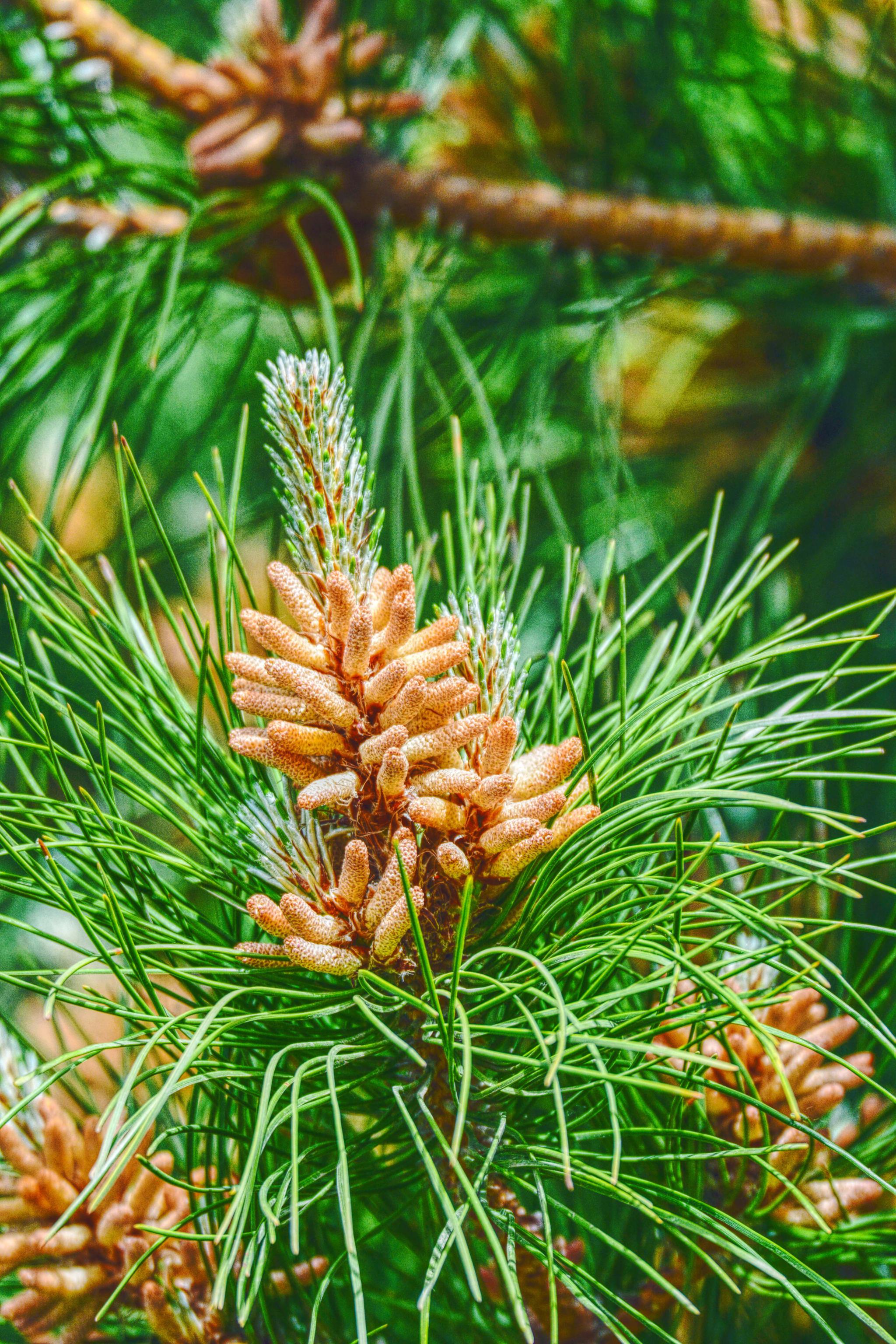 马尾松的花很常见很特别原创摄影