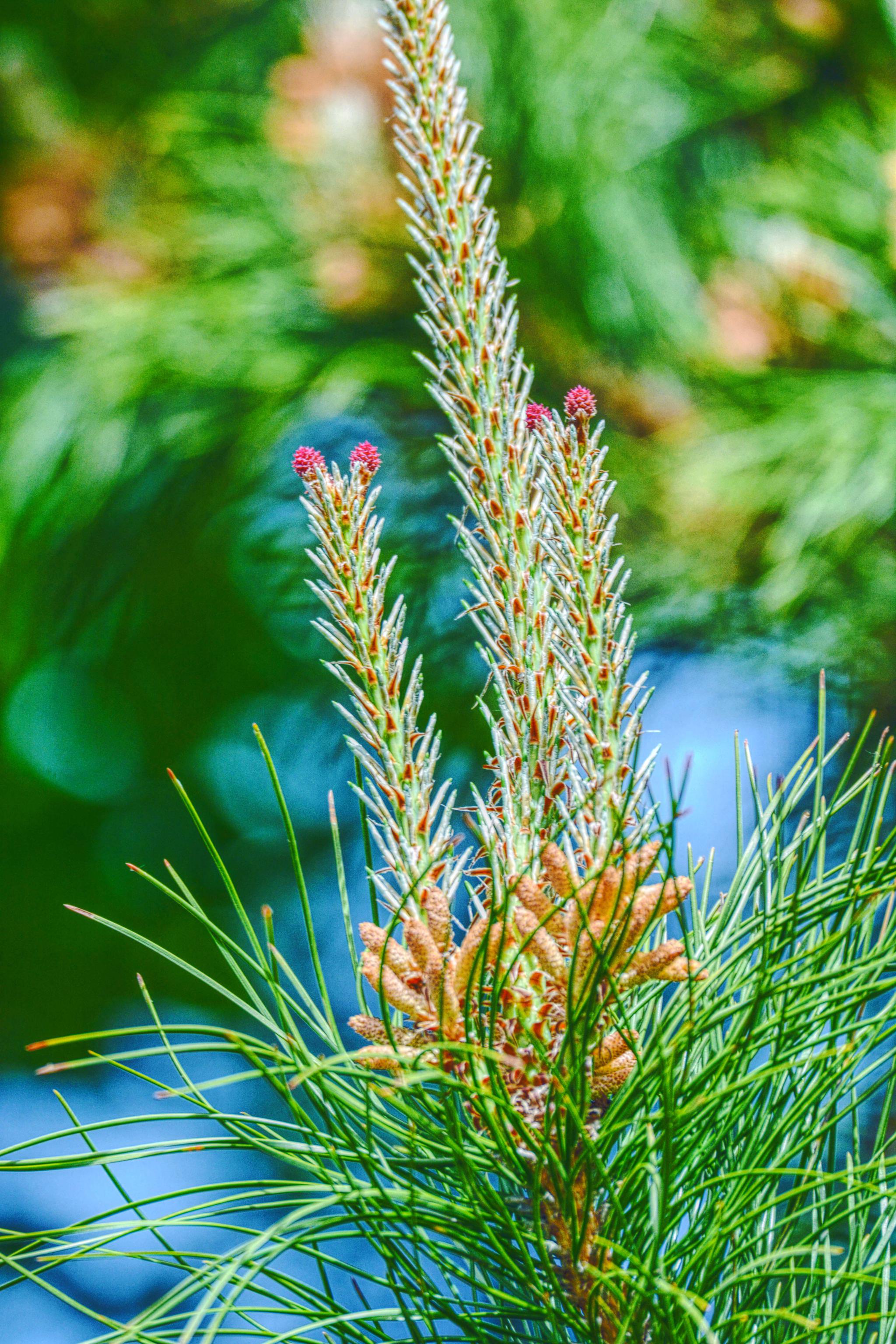 马尾松的花很常见很特别原创摄影