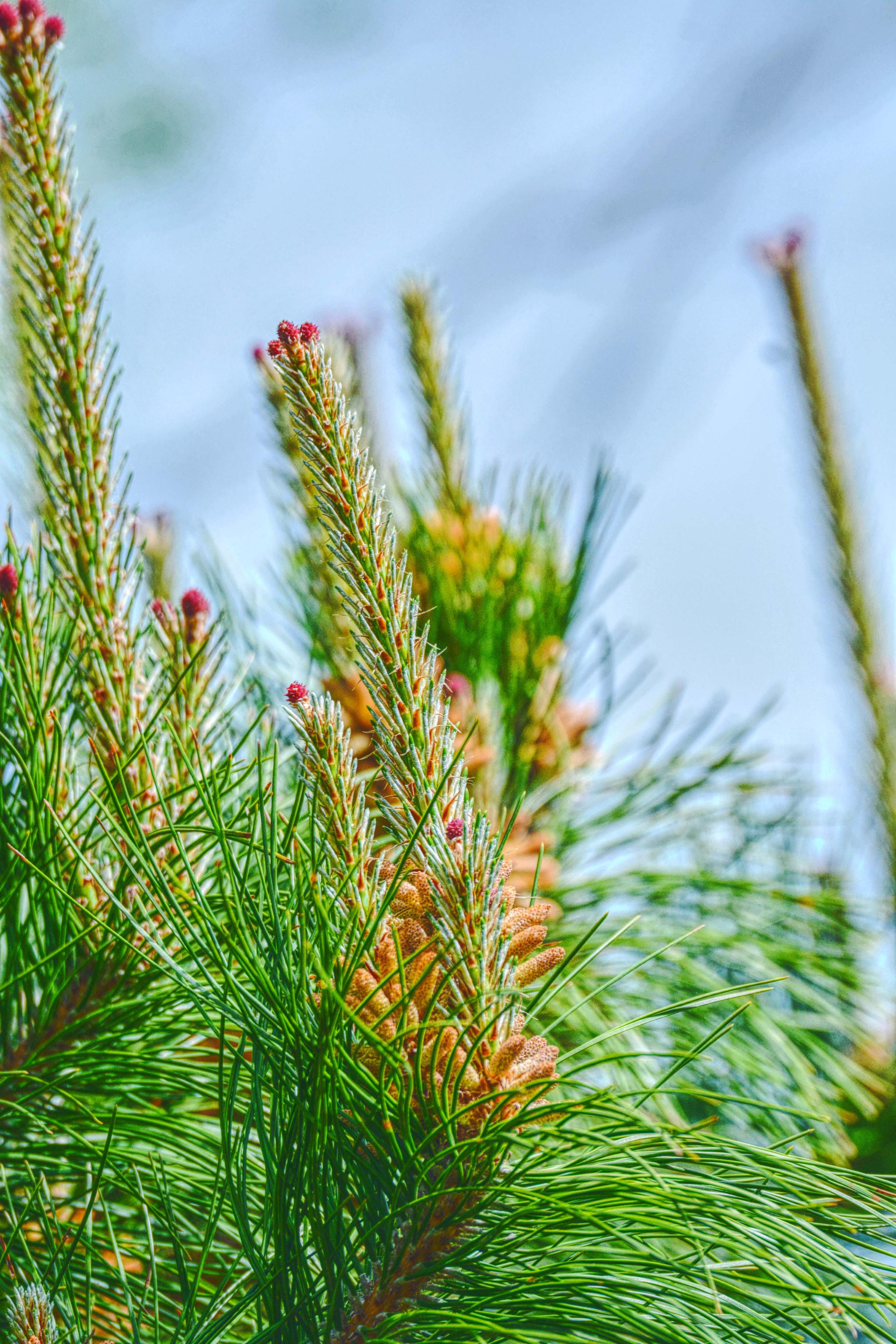 马尾松的花很常见很特别原创摄影