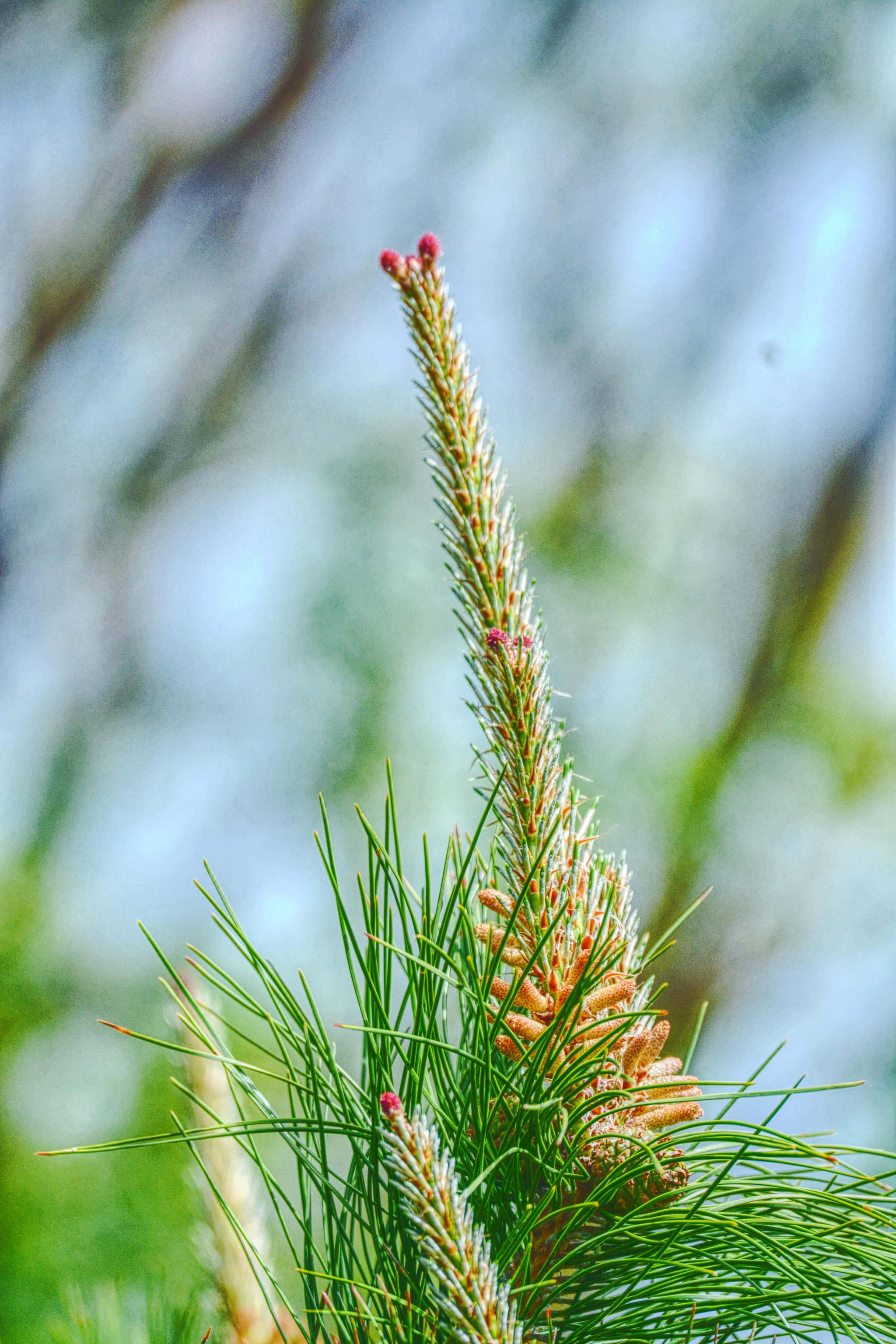 马尾松的花很常见很特别原创摄影