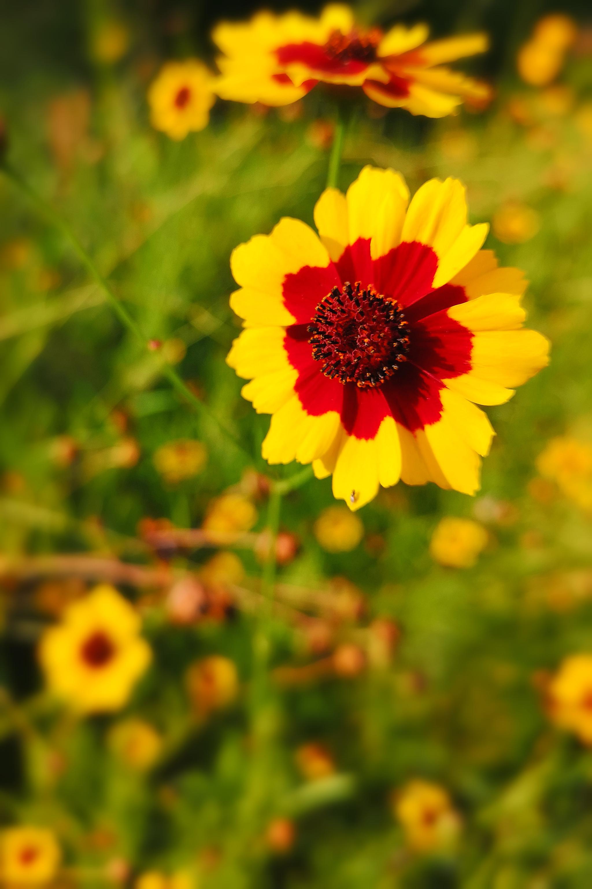 与天山雪莲齐名的名贵药材两色金鸡菊(20图)