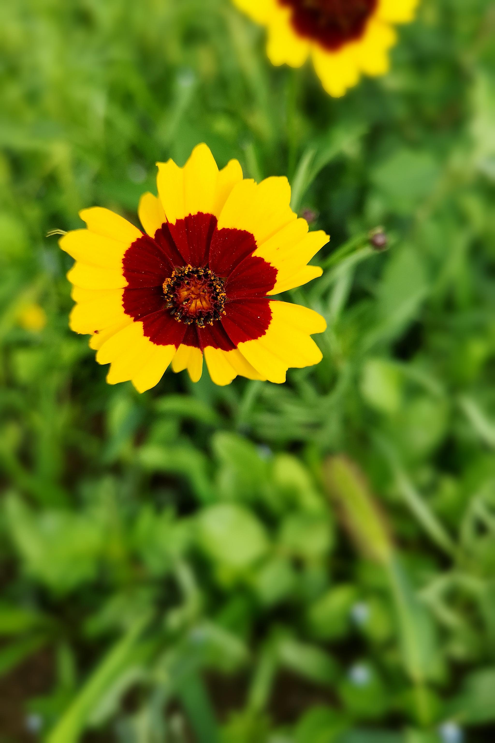 与天山雪莲齐名的名贵药材两色金鸡菊(20图)