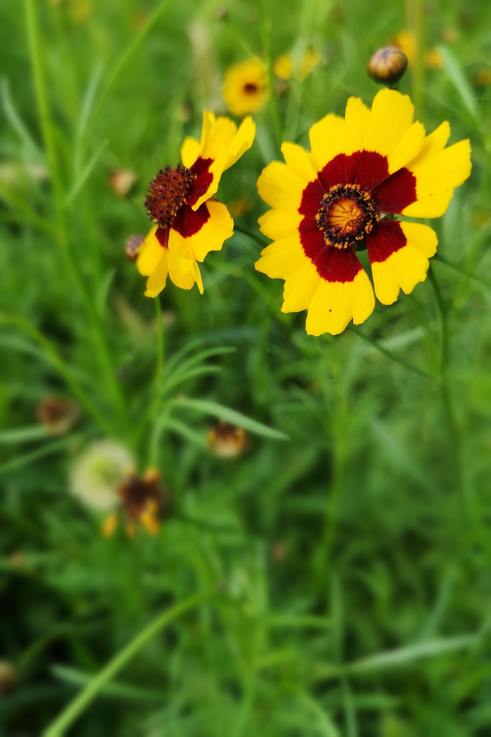 与天山雪莲齐名的名贵药材两色金鸡菊(20图)
