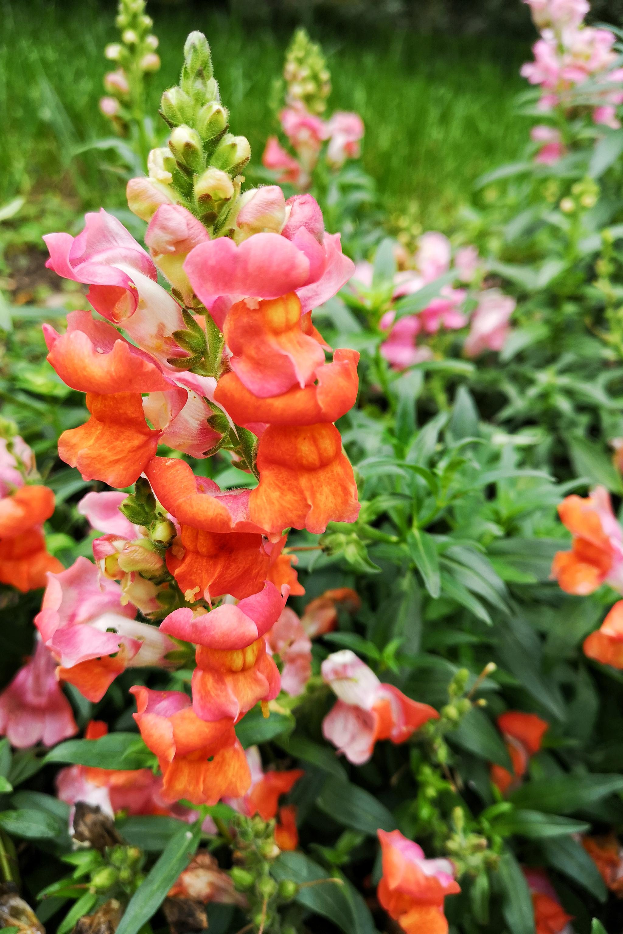 清热解毒凉血消肿的金鱼草代表着吉祥美好