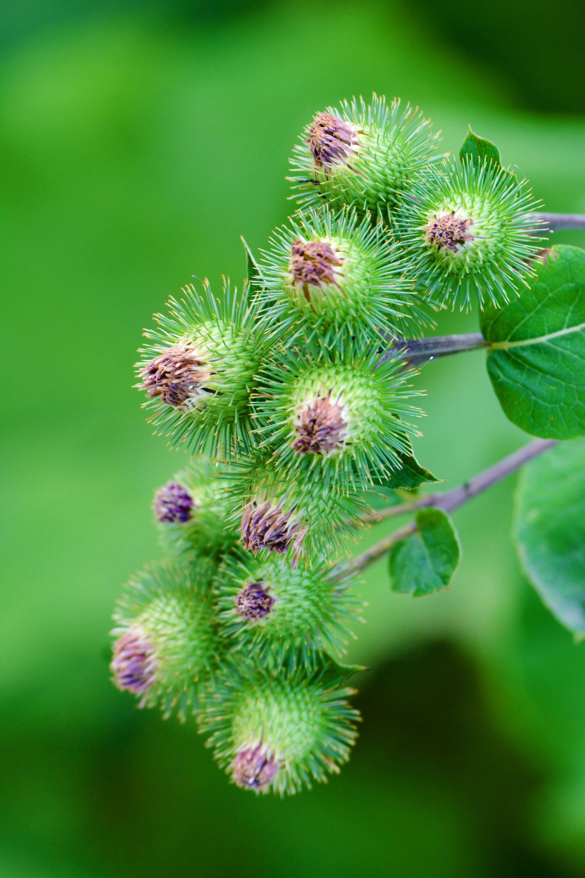 牛蒡子果实,原创拍摄