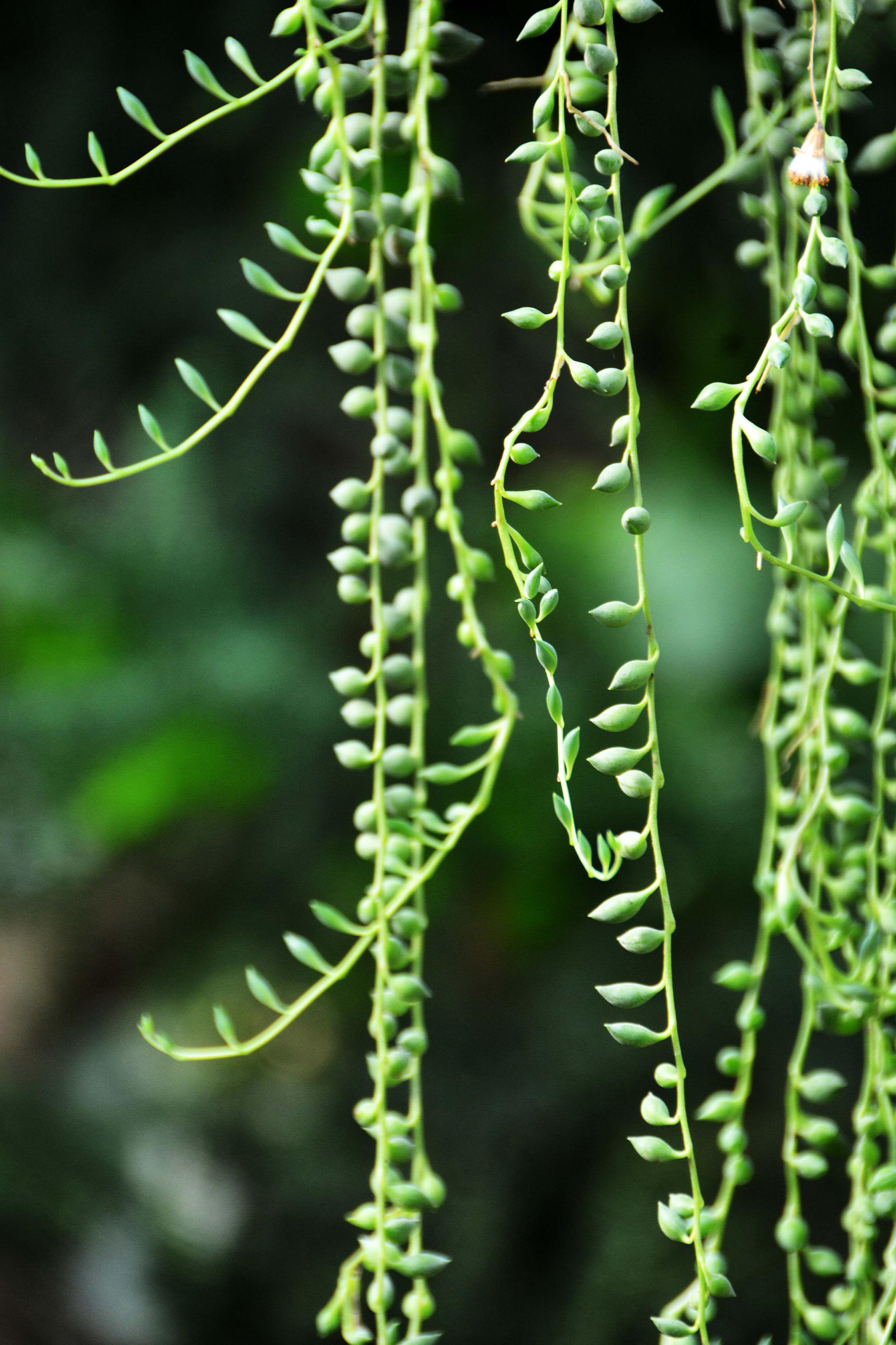 可爱的植物翡翠珠原创拍摄