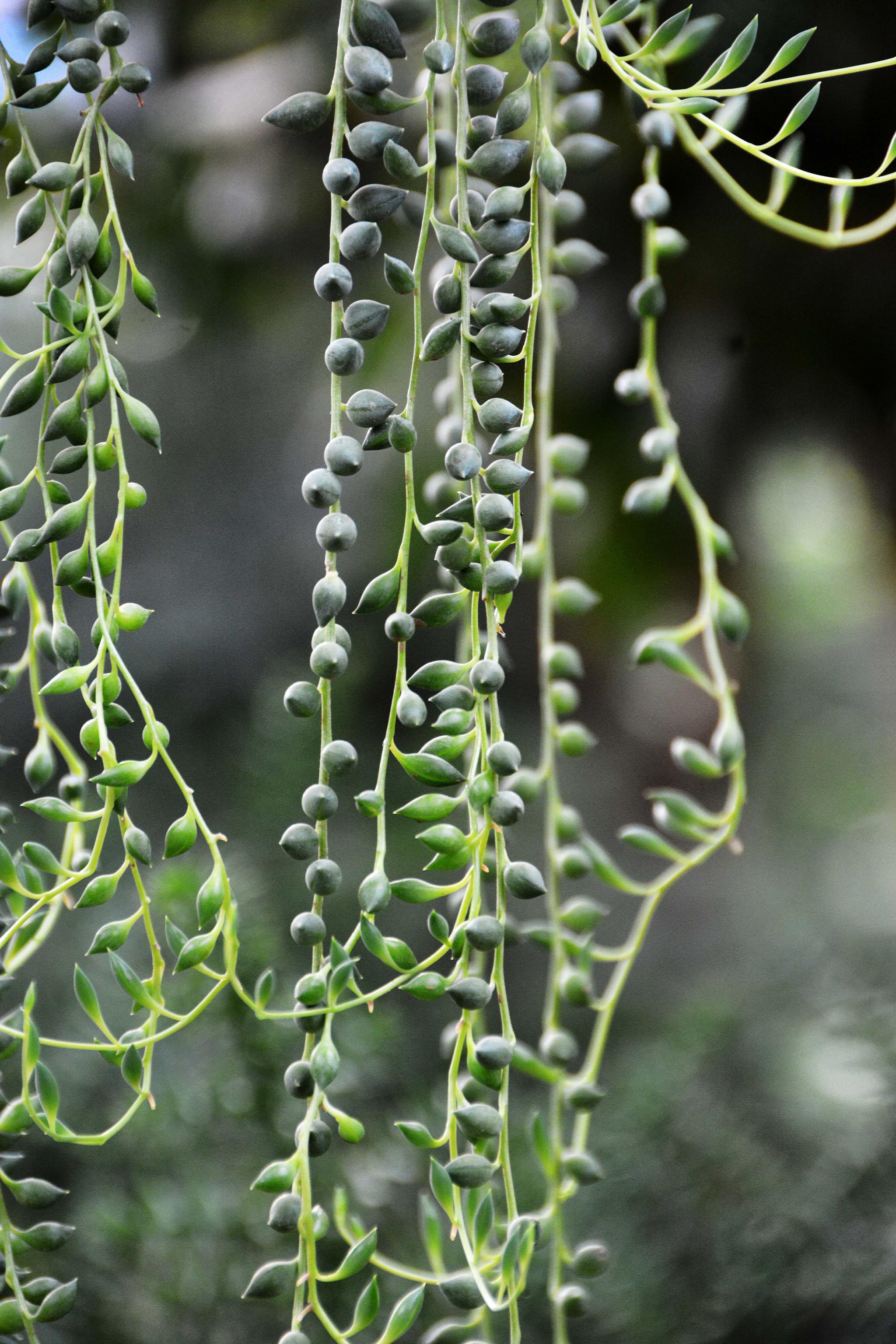可爱的植物翡翠珠原创拍摄