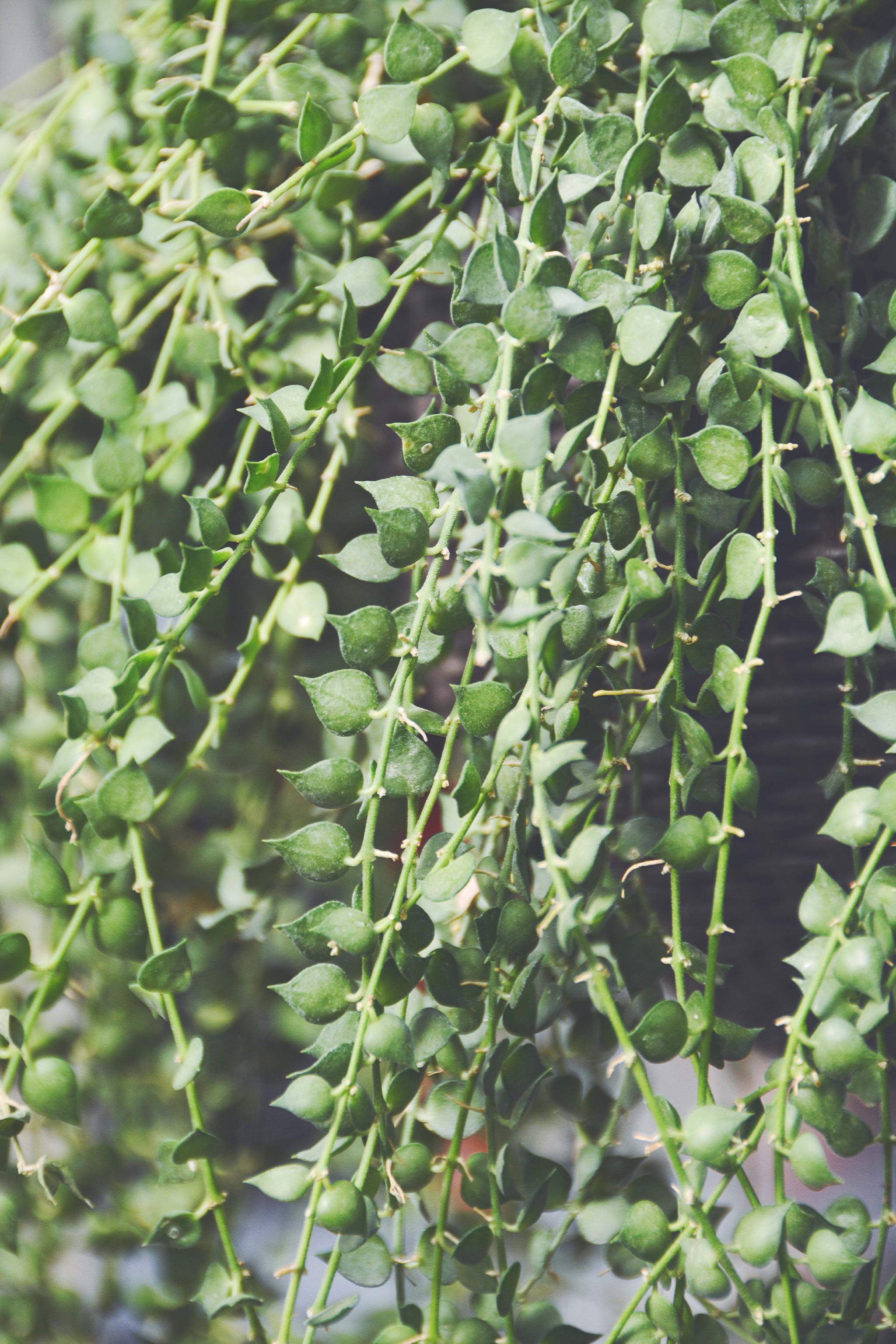 可爱的植物翡翠珠原创拍摄