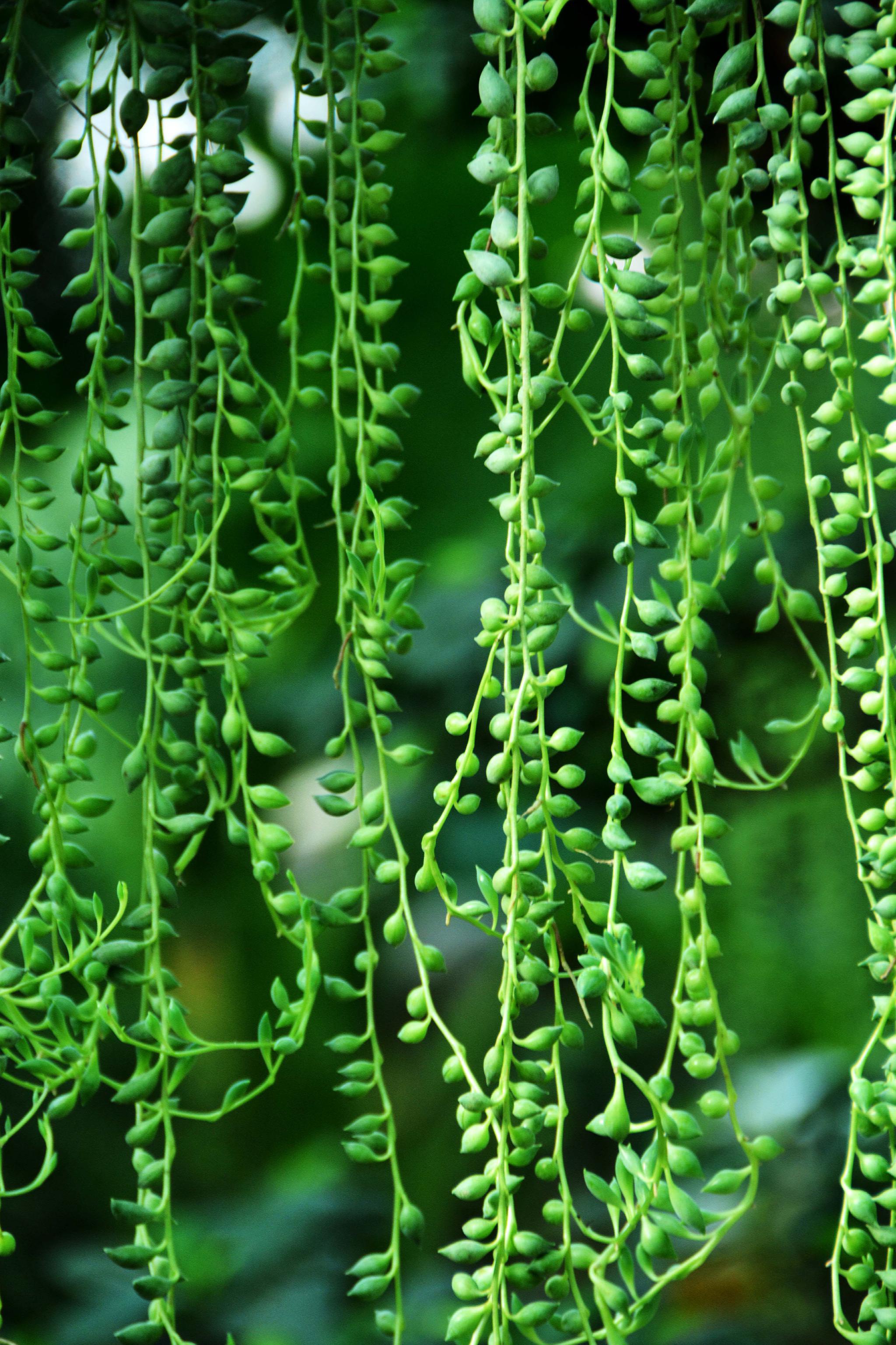 可爱的植物翡翠珠原创拍摄