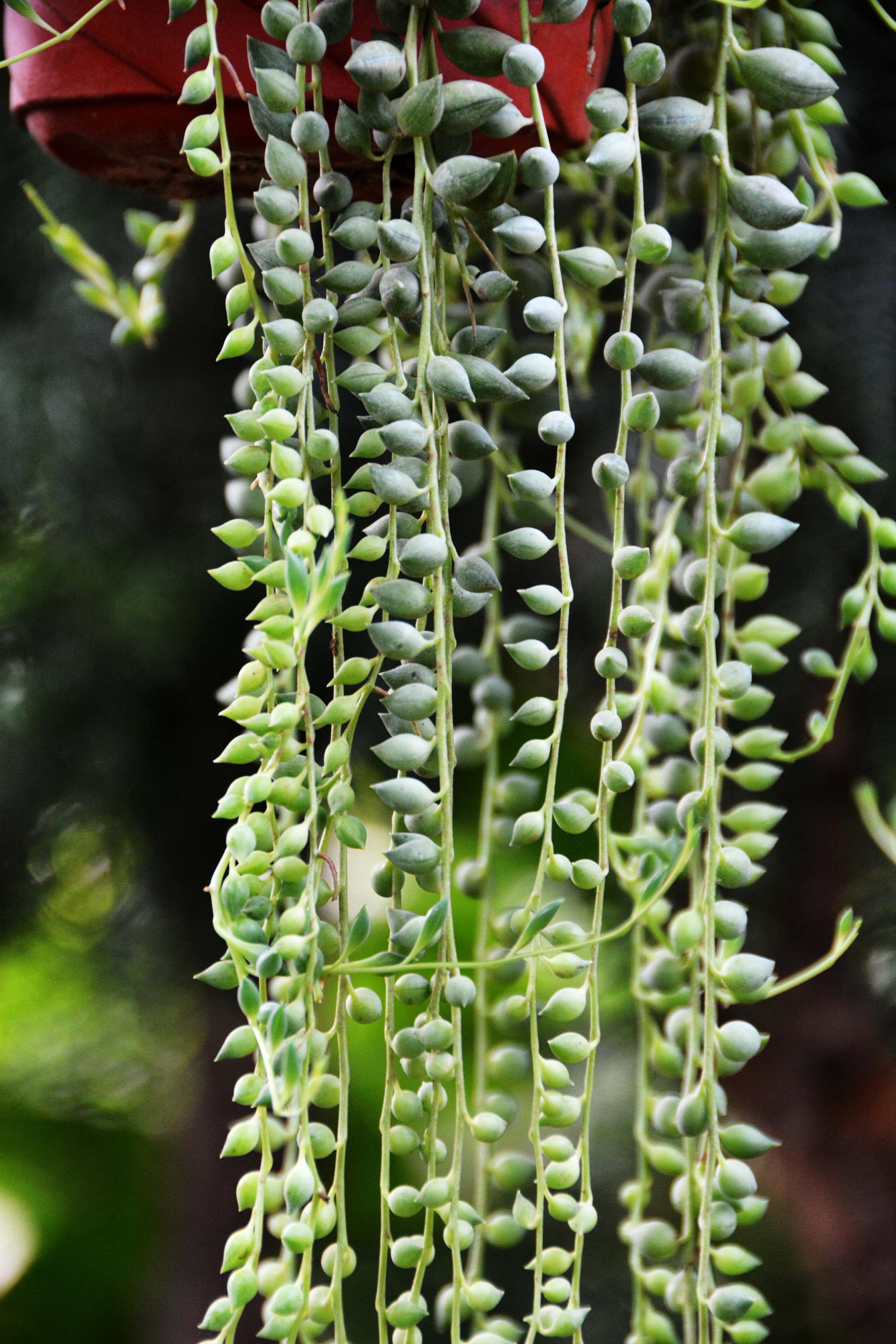 可爱的植物翡翠珠原创拍摄