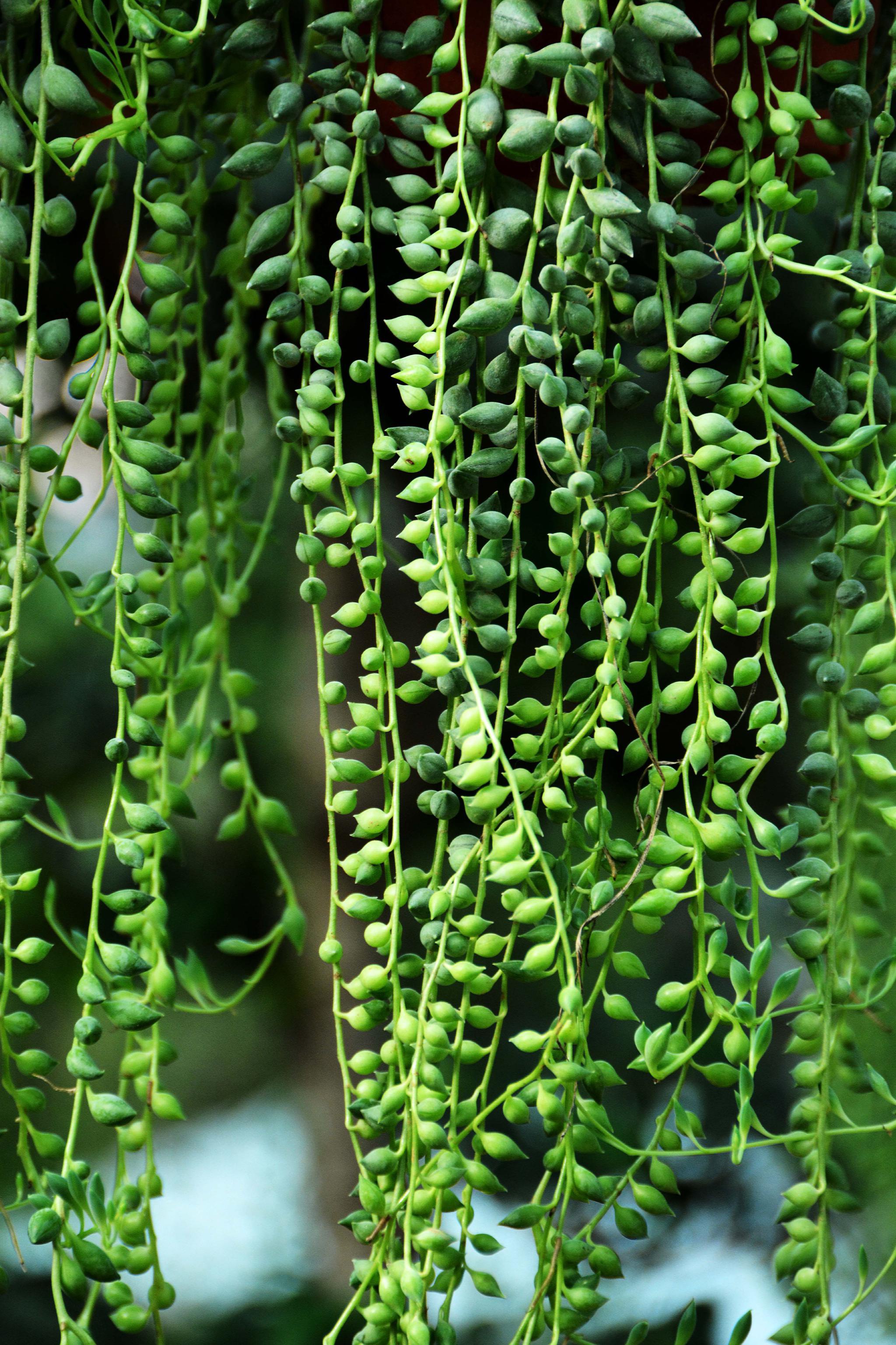 可爱的植物翡翠珠,原创拍摄