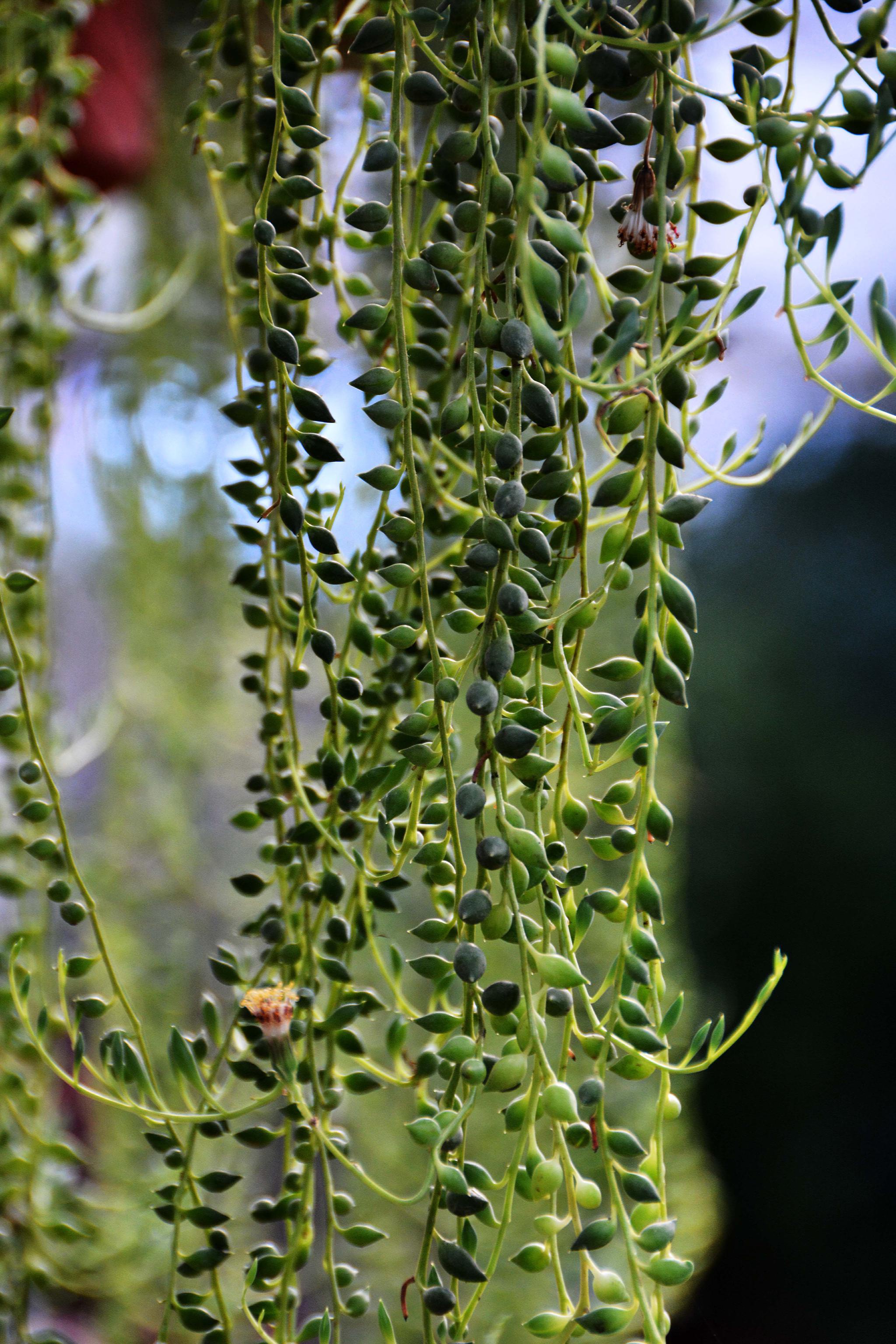 可爱的植物翡翠珠原创拍摄