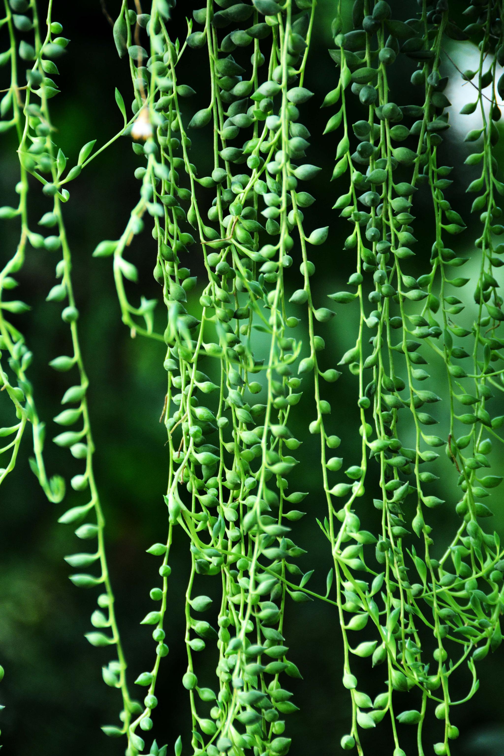 可爱的植物翡翠珠原创拍摄