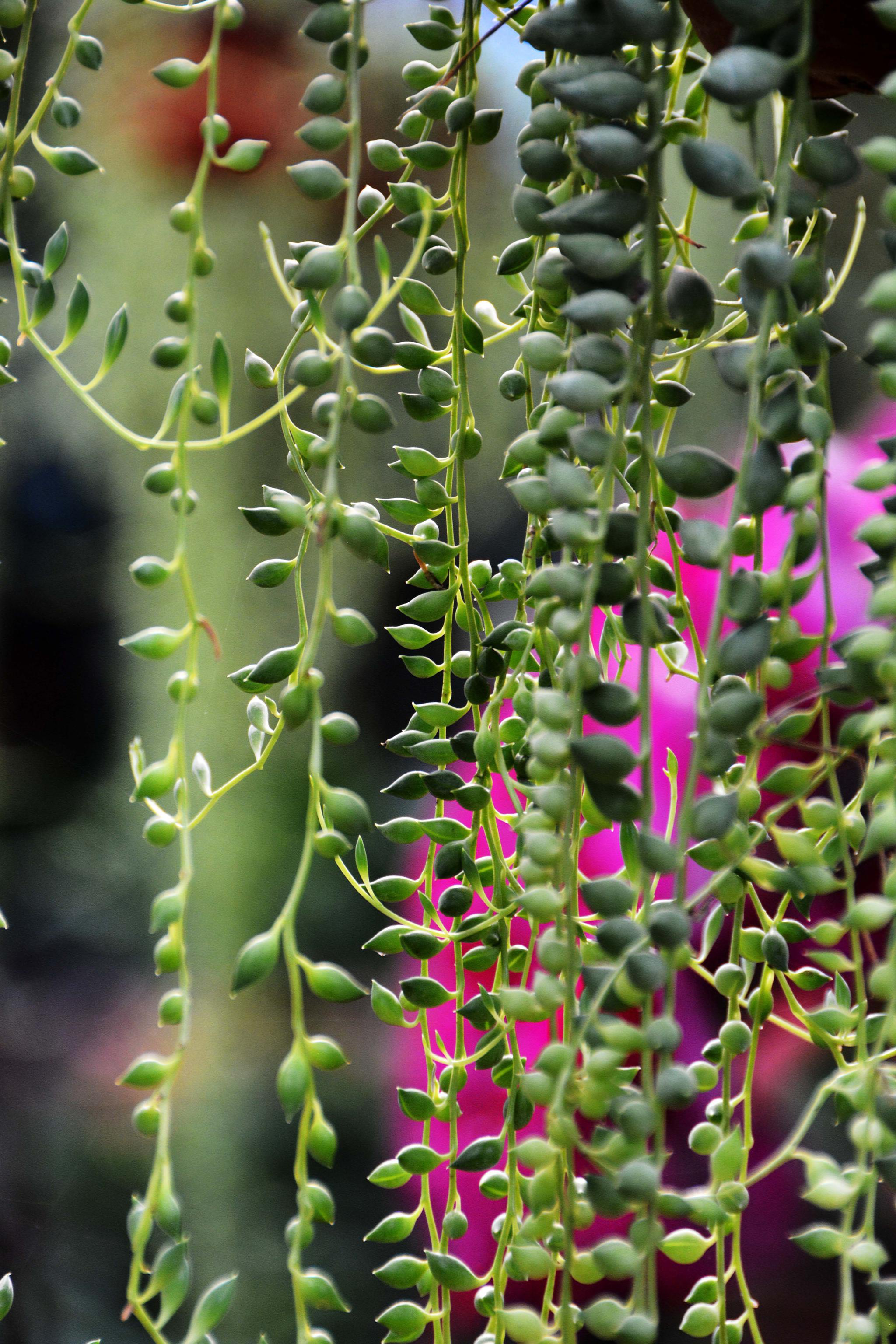 可爱的植物翡翠珠原创拍摄