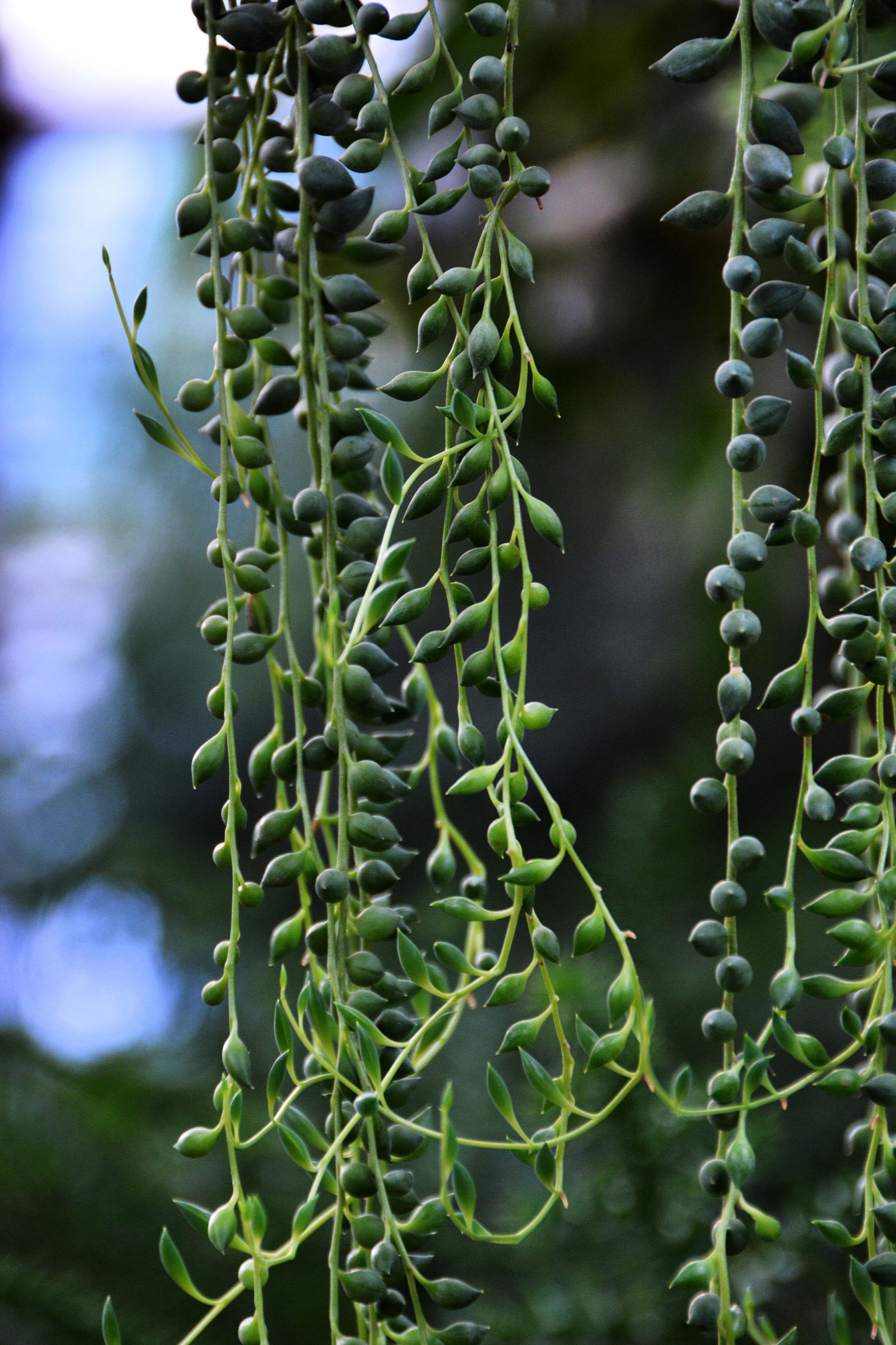 可爱的植物翡翠珠原创拍摄